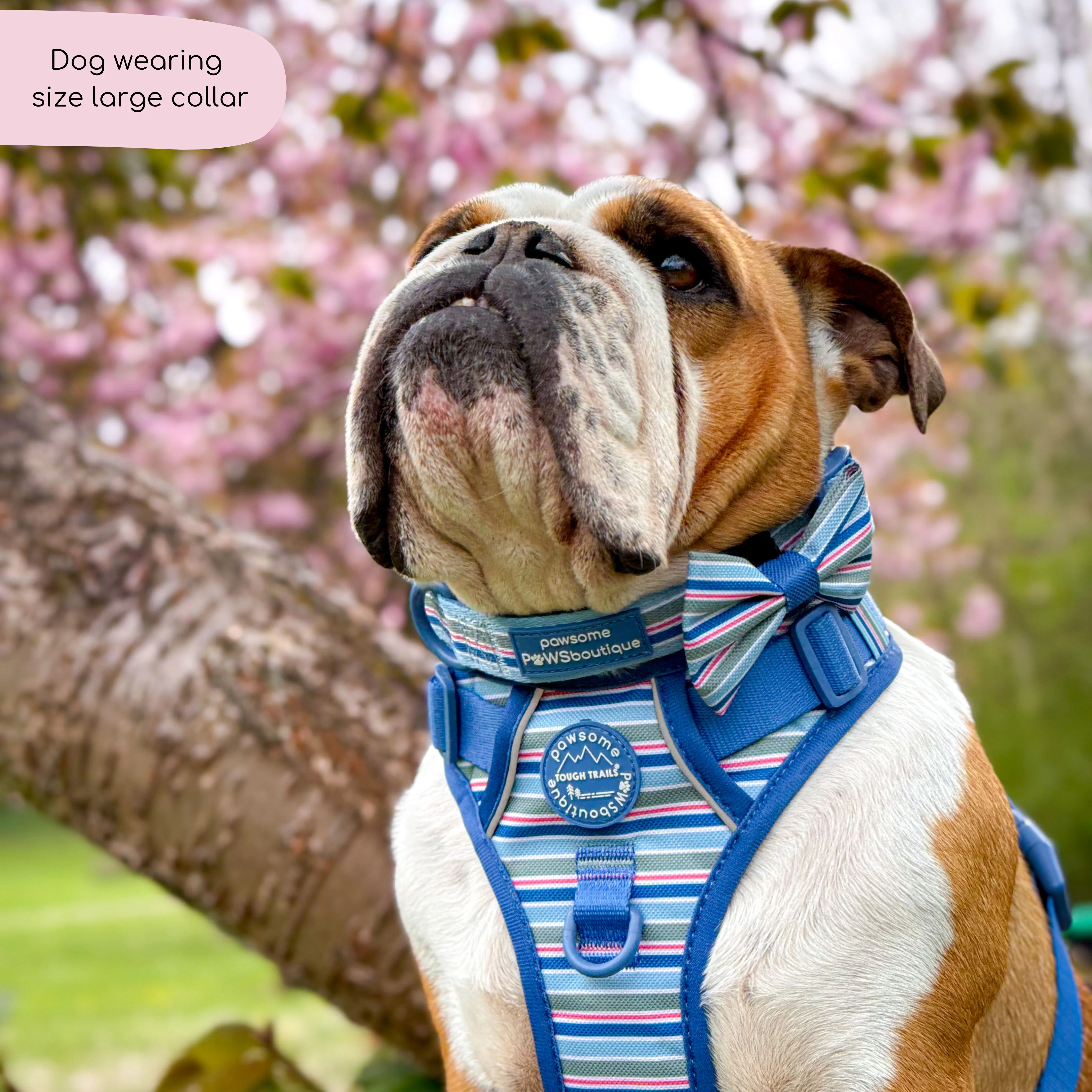 Collar - Sailor Stripes - Image 4