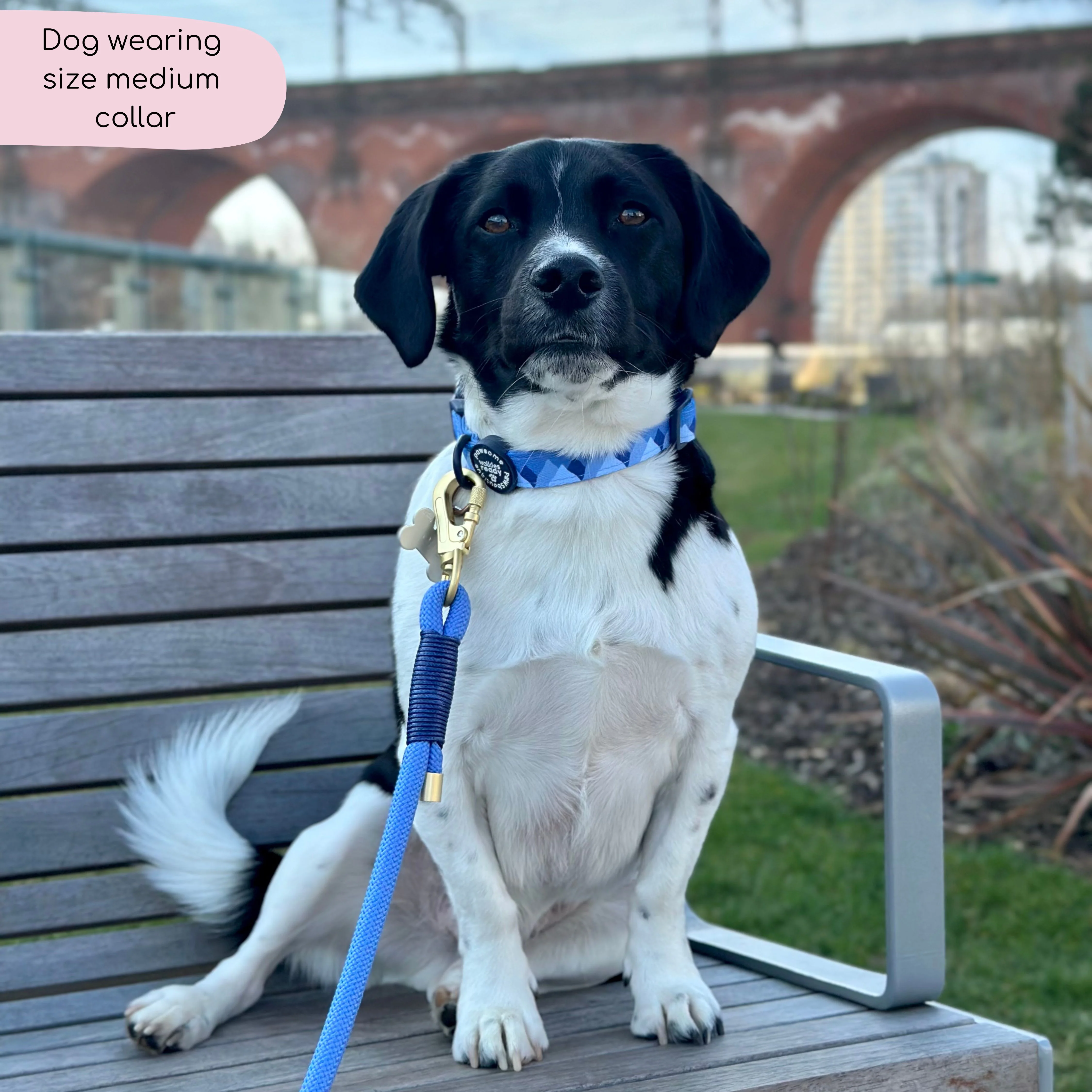 Collar - Walkies Ready® Cornflower Blue - Image 3