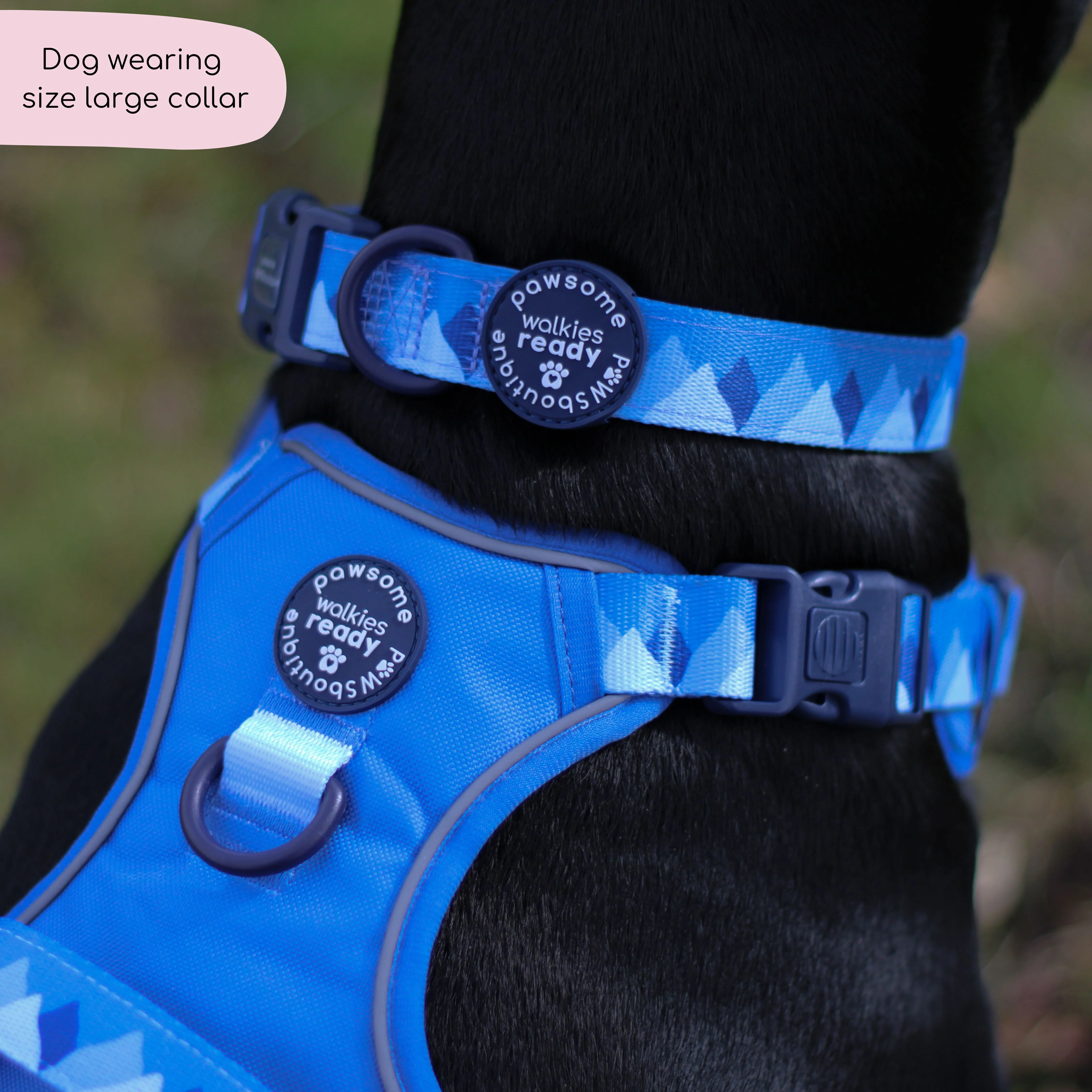 Collar - Walkies Ready® Cornflower Blue - Image 4