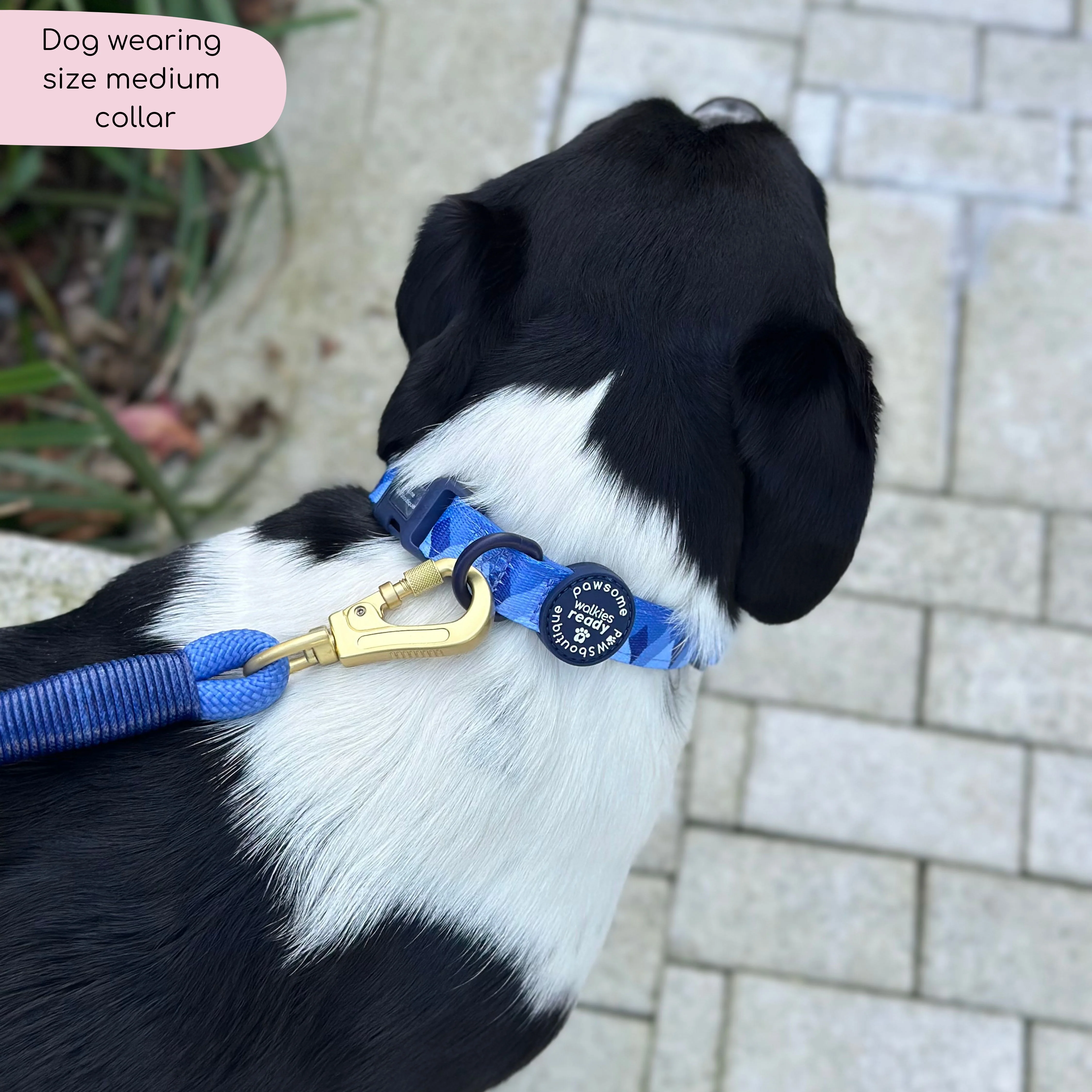 Collar - Walkies Ready® Cornflower Blue - Image 6