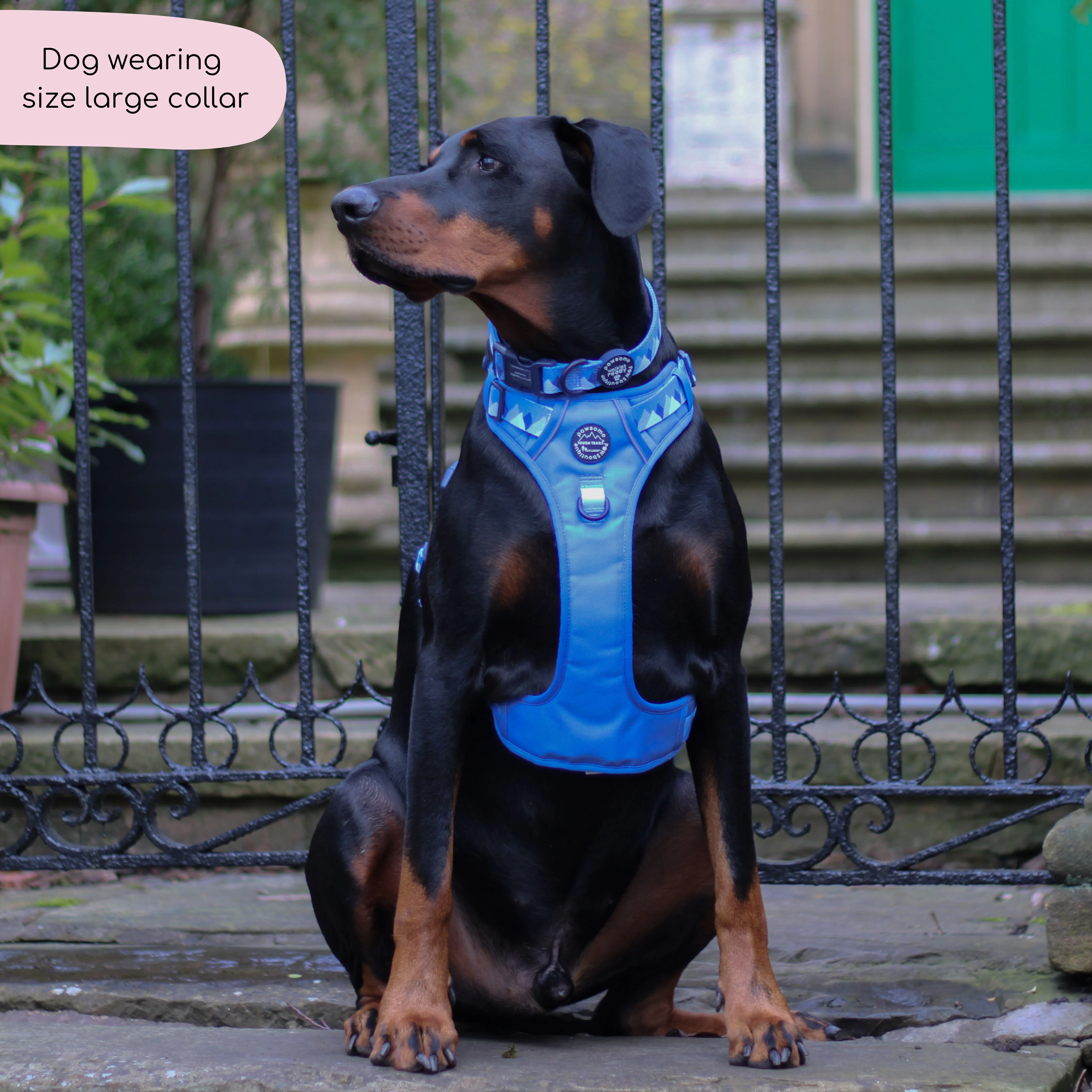 Collar - Walkies Ready® Cornflower Blue - Image 7