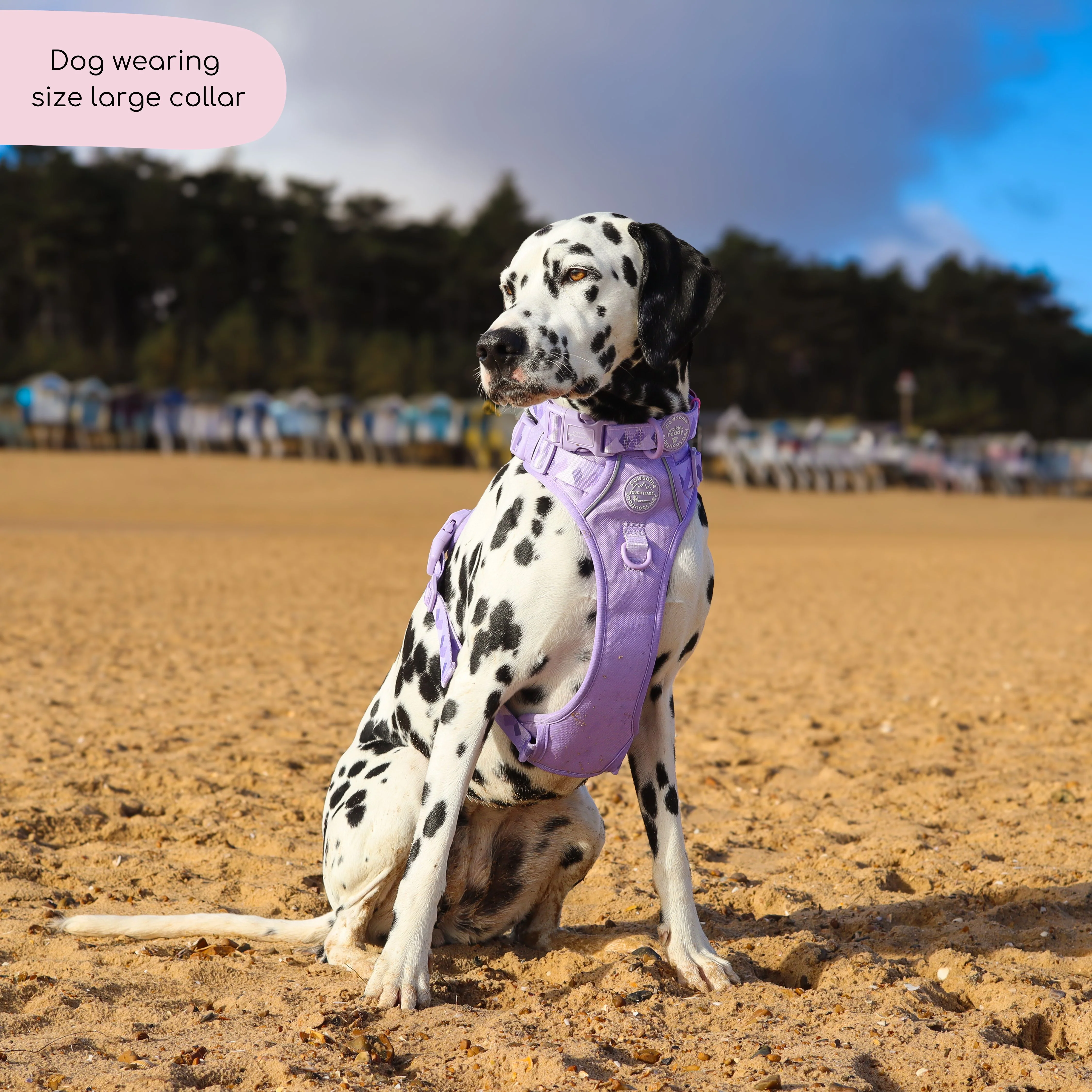 Collar - Walkies Ready® Lavender Lilac - Image 3