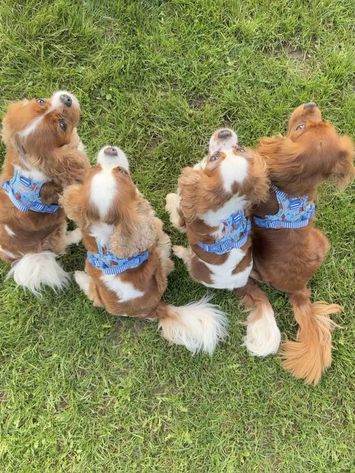 Disney© Tough Trails™ Harness - Tails Of Love - Image 11