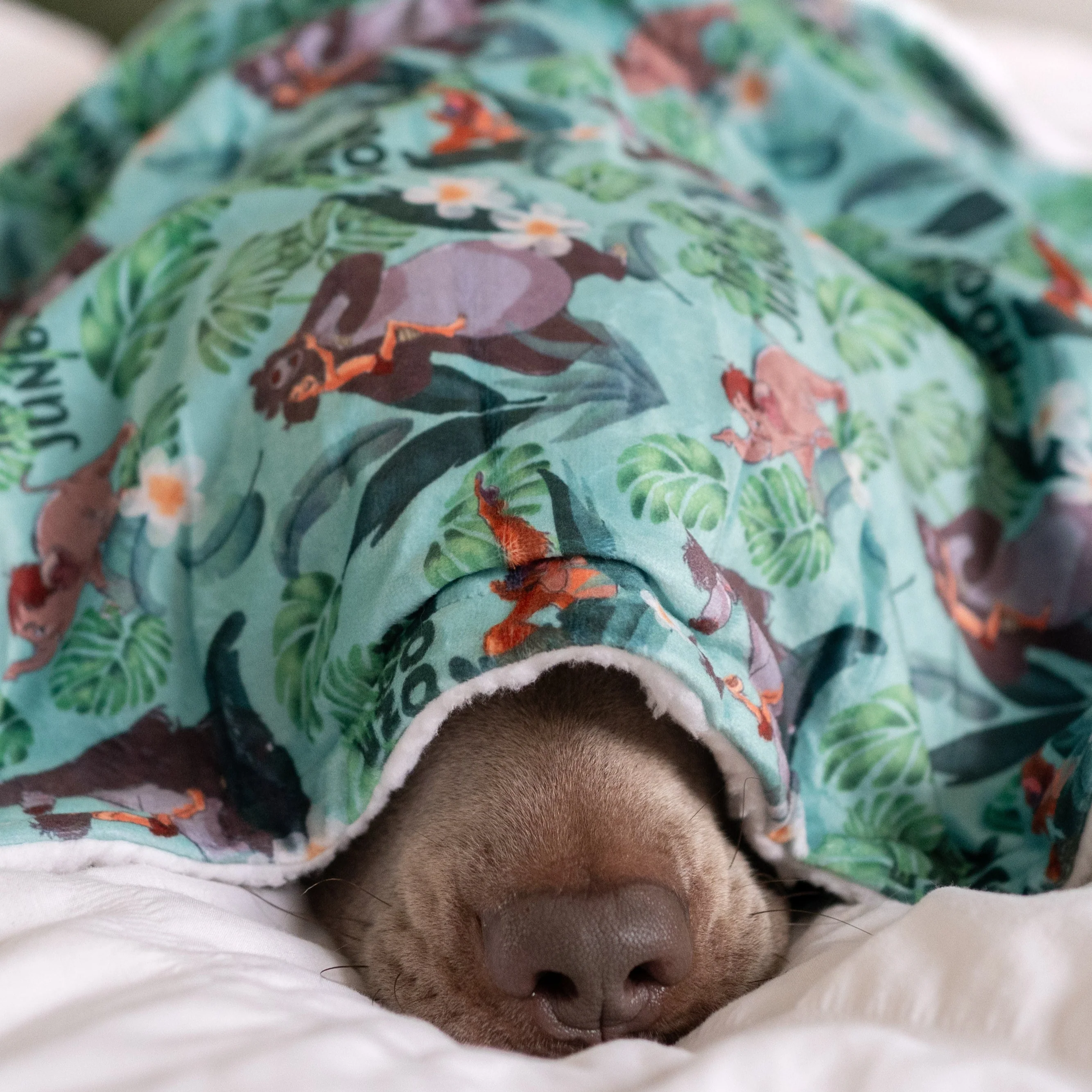 Disney© Dog Blanket - Jungle Book - Image 10