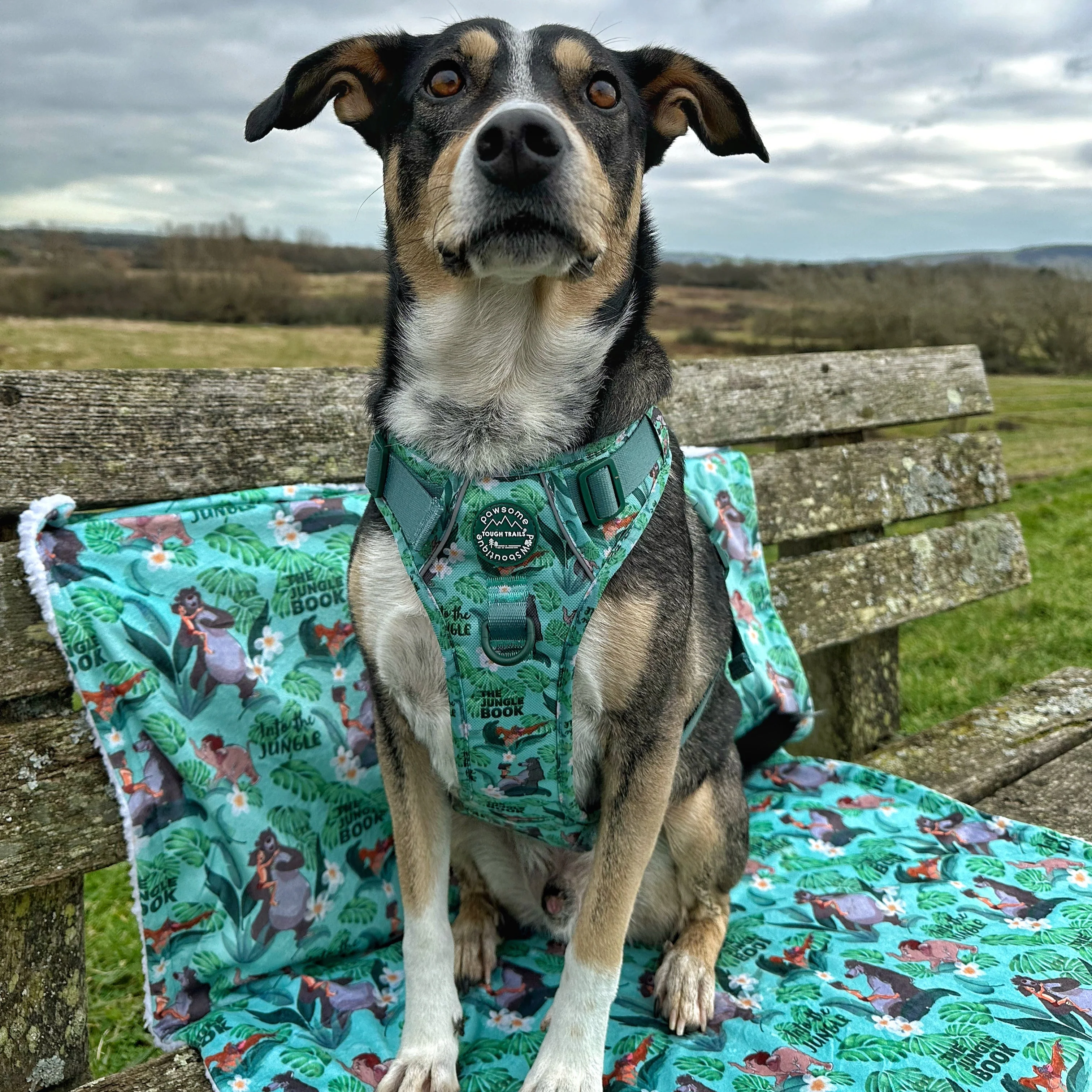 Disney© Dog Blanket - Jungle Book - Image 13