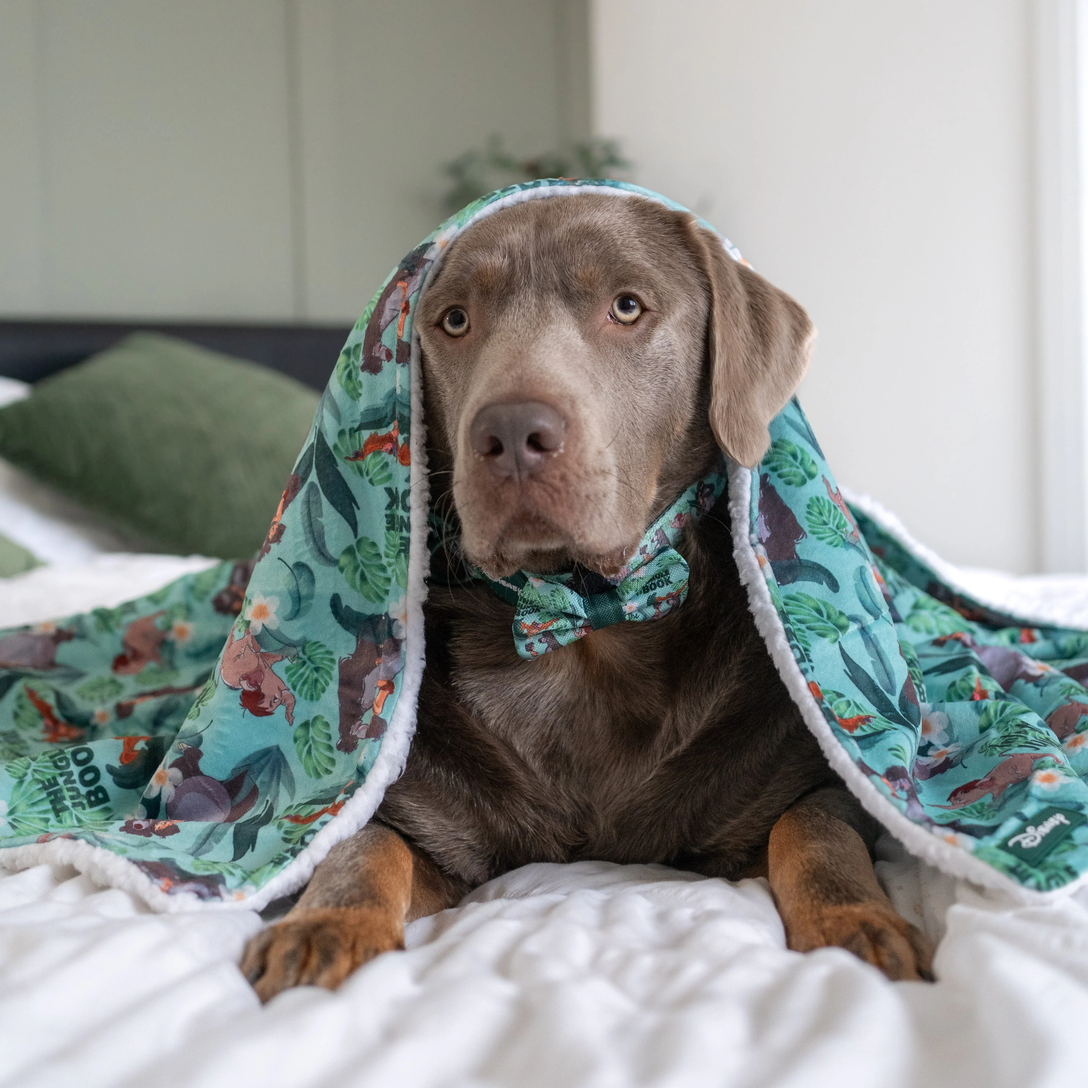 Disney© Dog Blanket - Jungle Book - Image 4