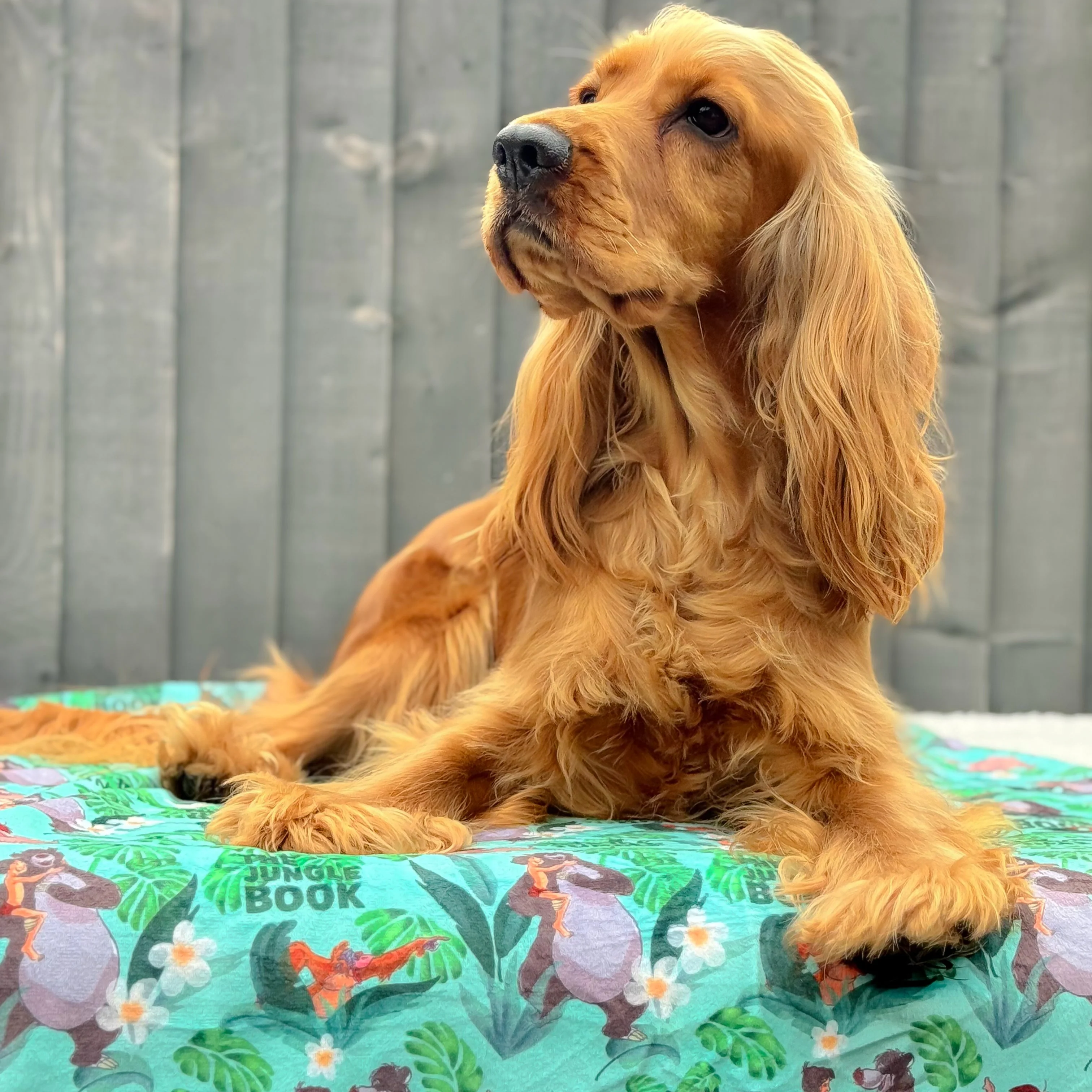 Disney© Dog Blanket - Jungle Book - Image 7