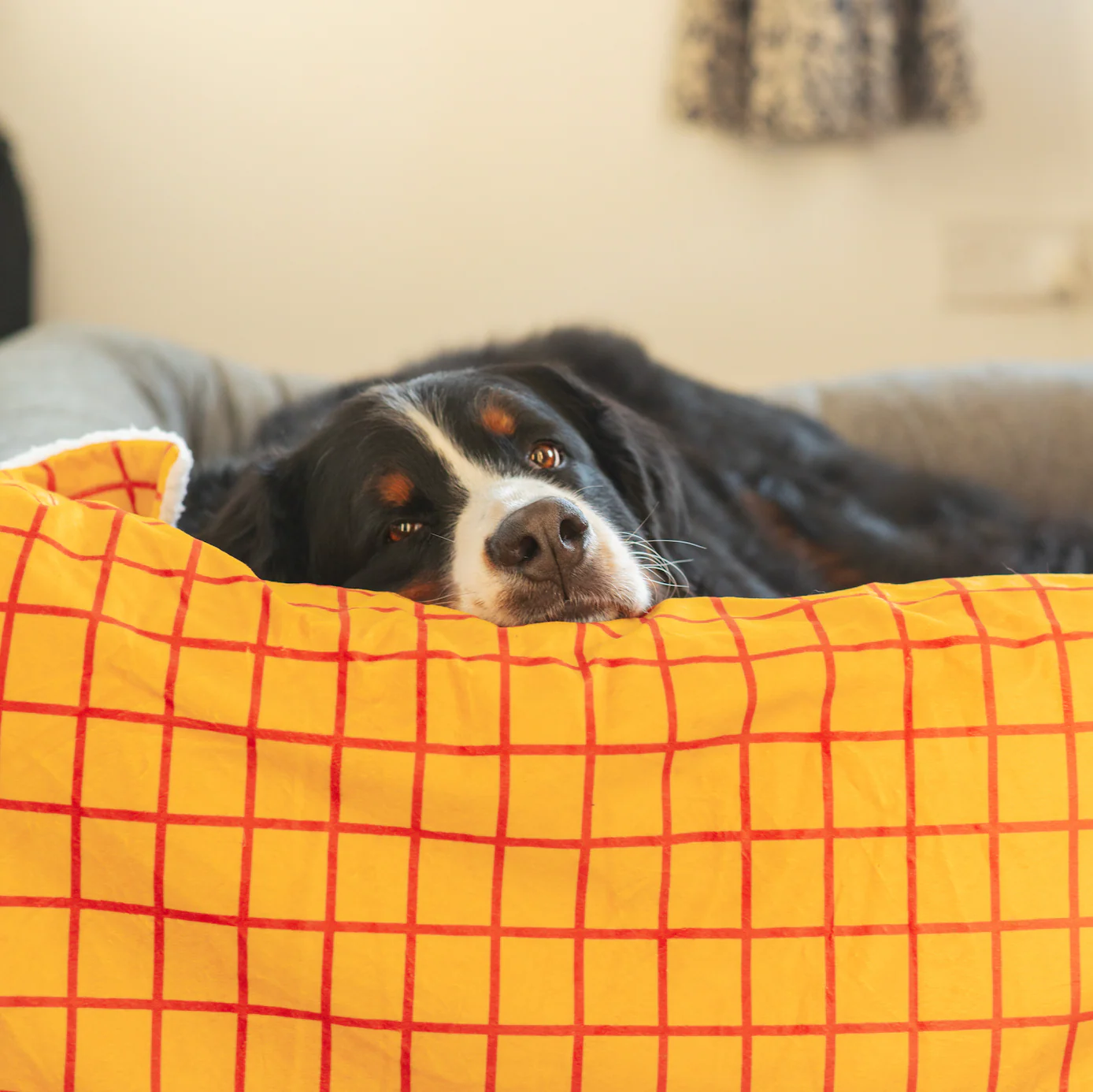 Disney© Dog Blanket - Woody - Image 5