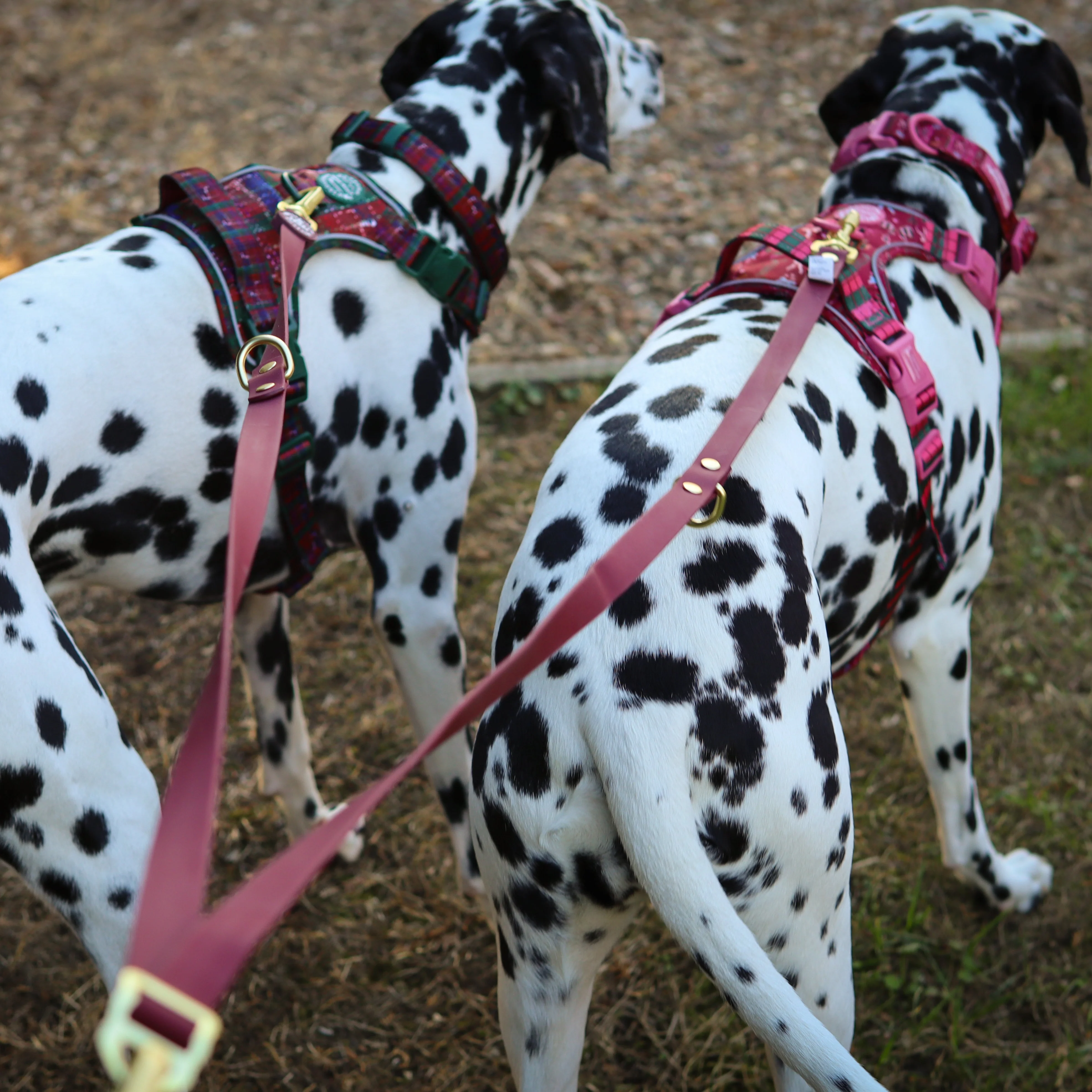 Double Ended Lead - Walkies Ready® Mulberry - Image 9