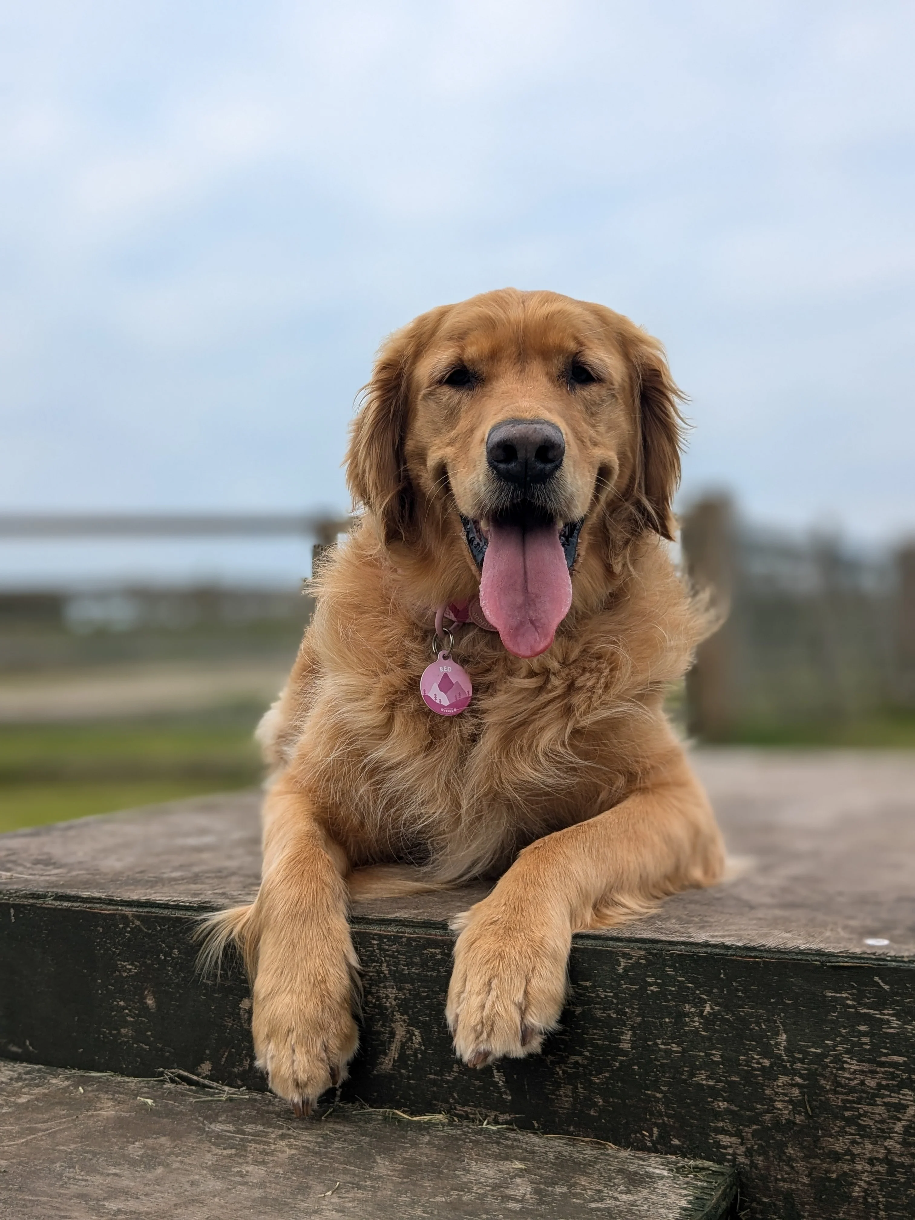 ID Tag - Walkies Ready® - Raspberry Pink - Image 4