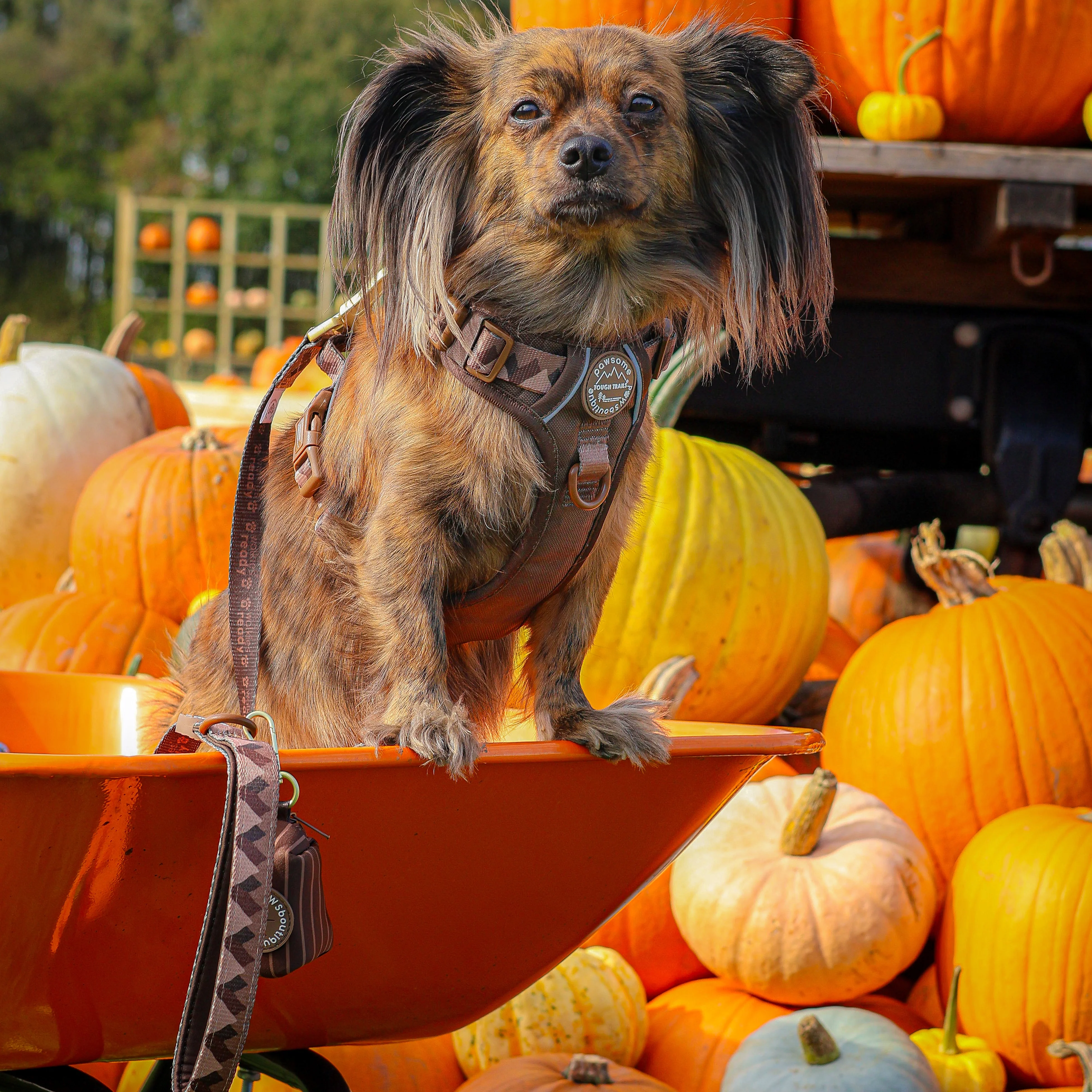Lead - Walkies Ready® Chocolate Brown - Image 10