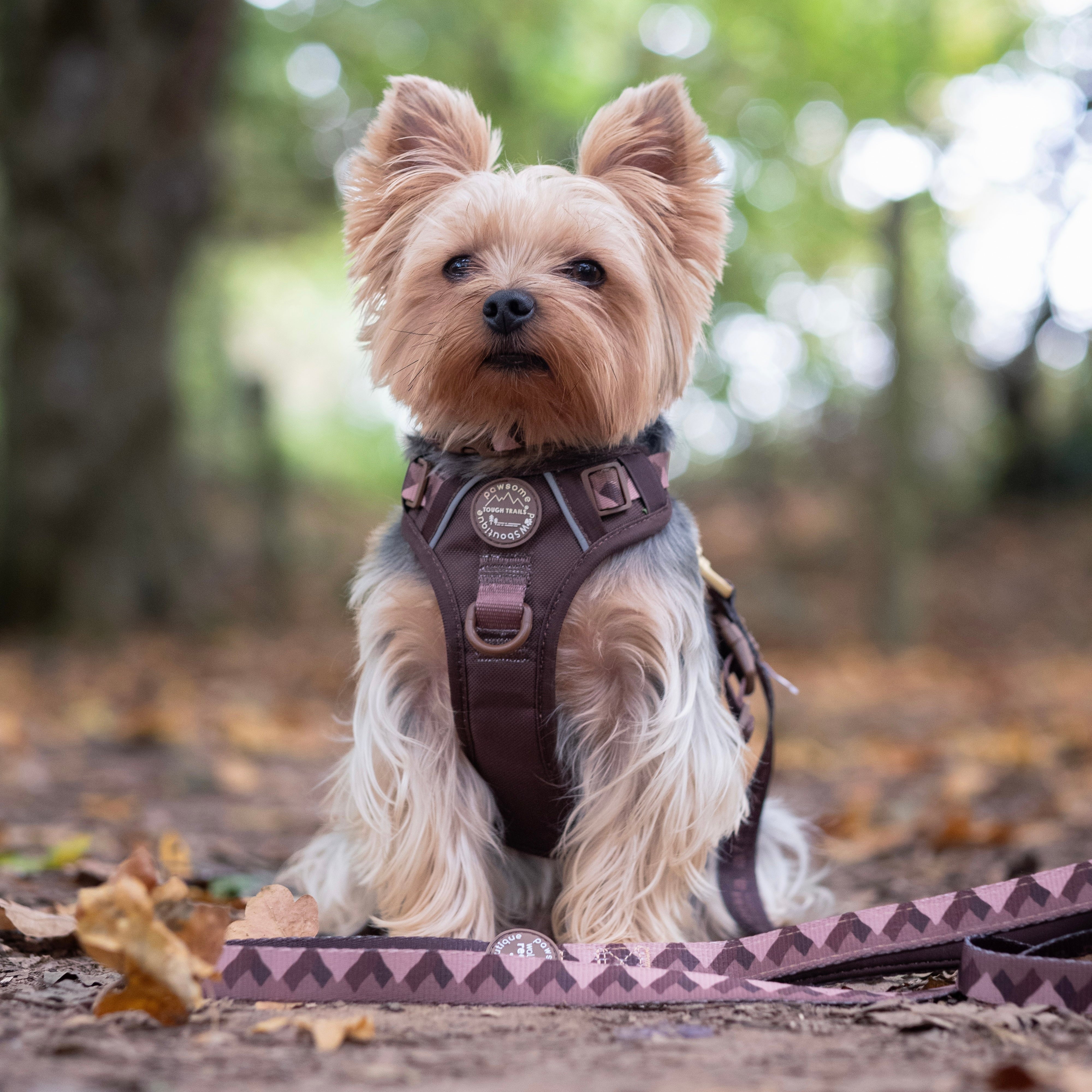 Lead - Walkies Ready® Chocolate Brown - Image 6
