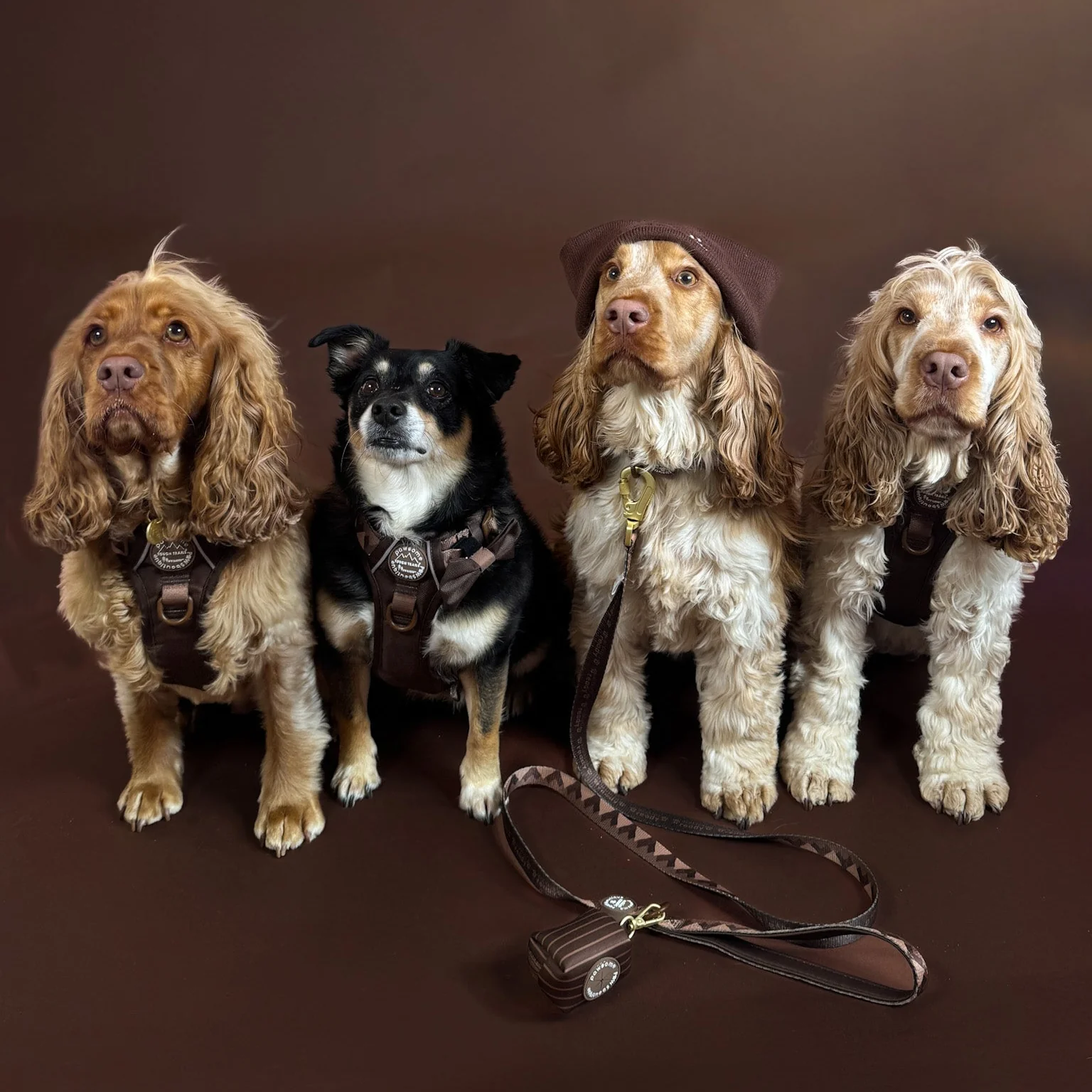Lead - Walkies Ready® Chocolate Brown - Image 9