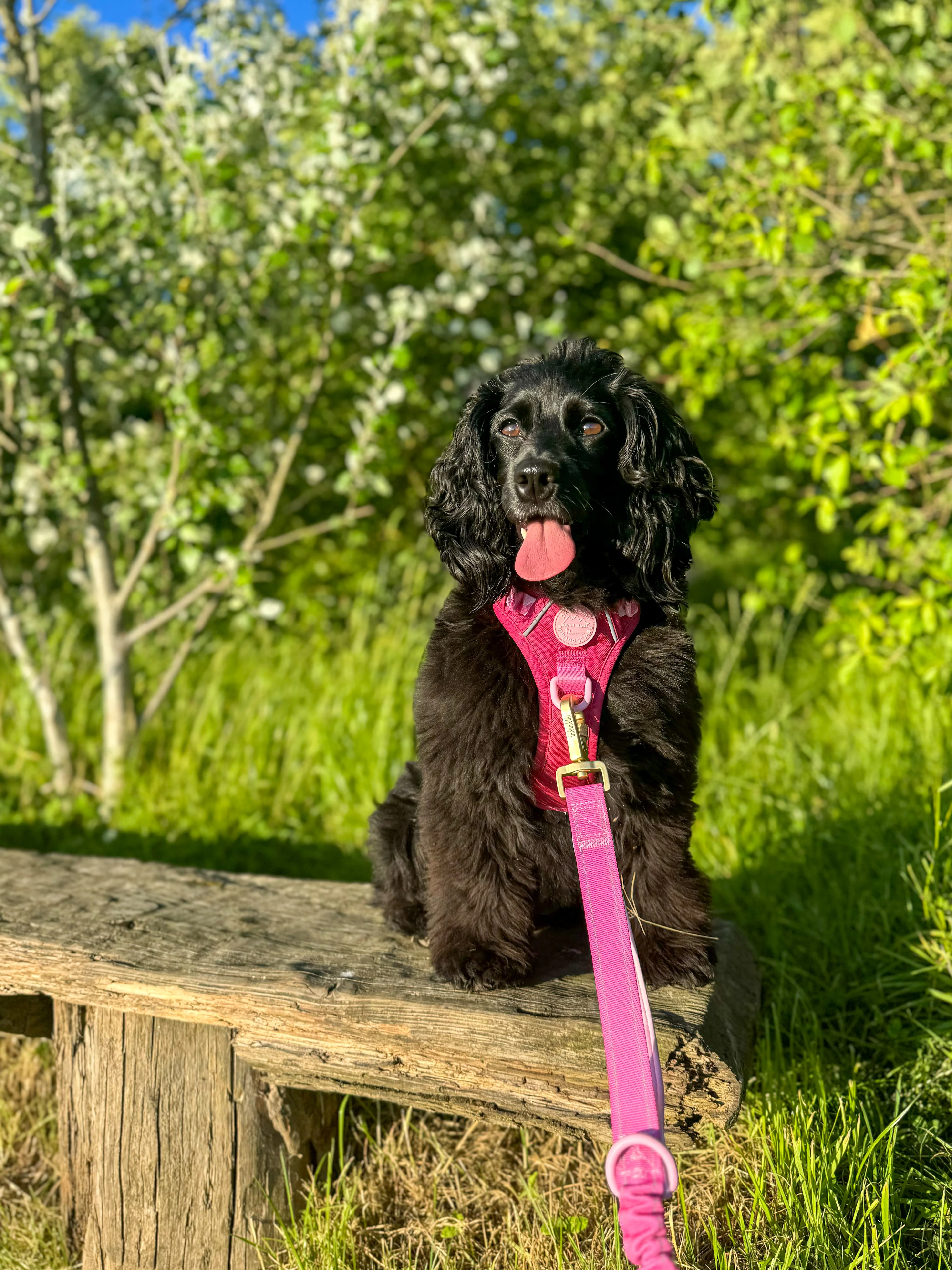 Handsfree Lead - Walkies Ready® Raspberry Pink - Image 16