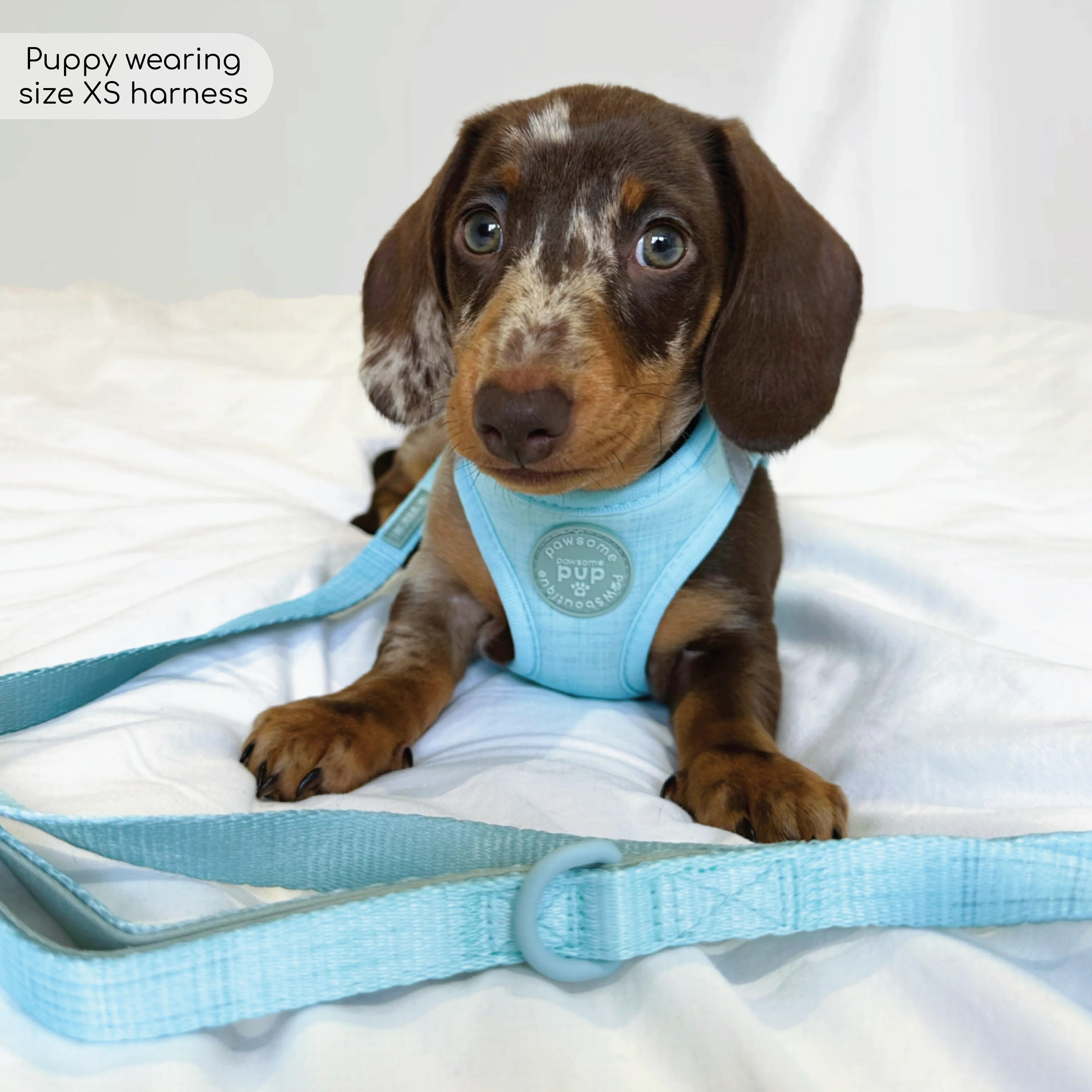 Pawsome Pup Collar and Lead Set - Mint - Image 5