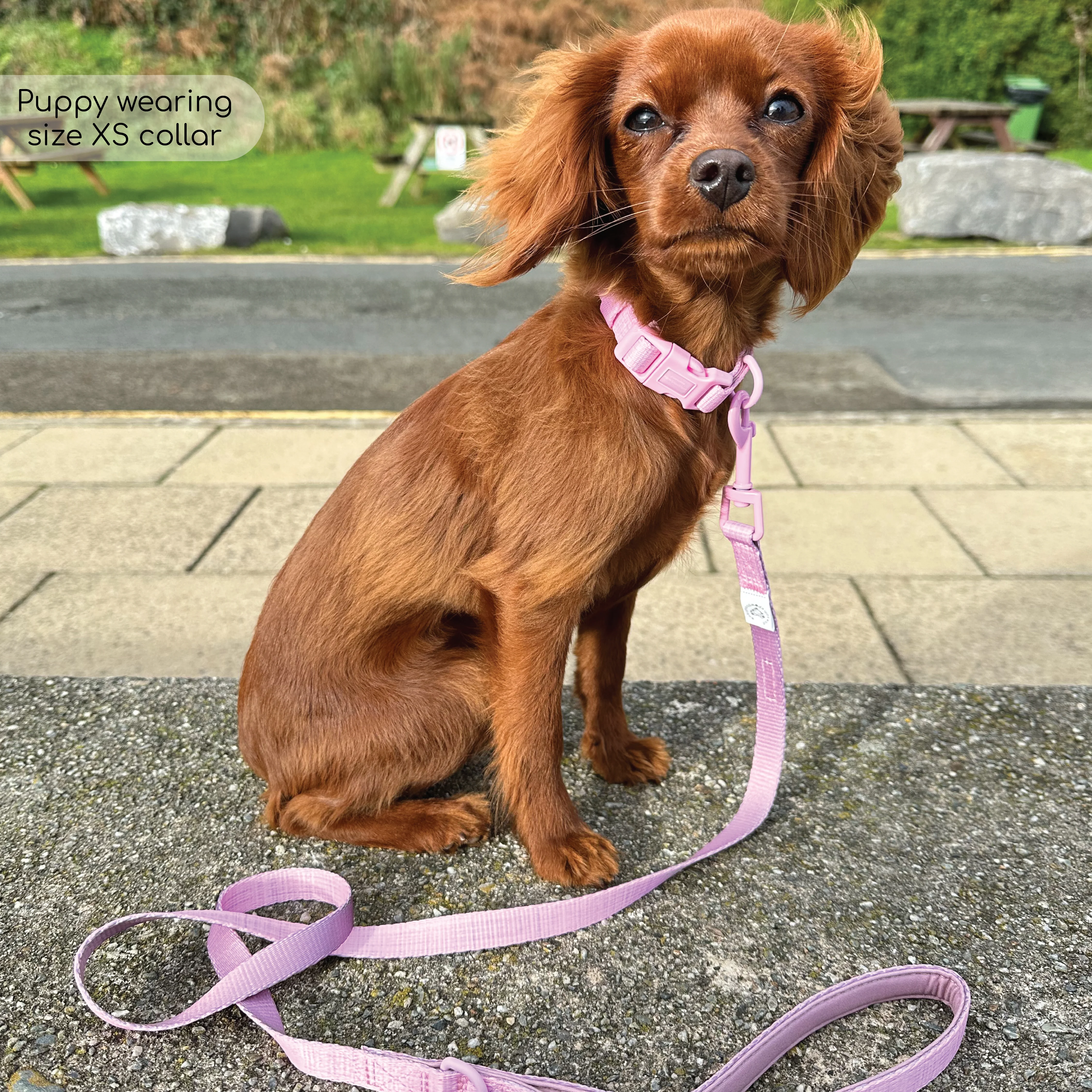 Pawsome Pup Collar and Lead Set - Pink - Image 5