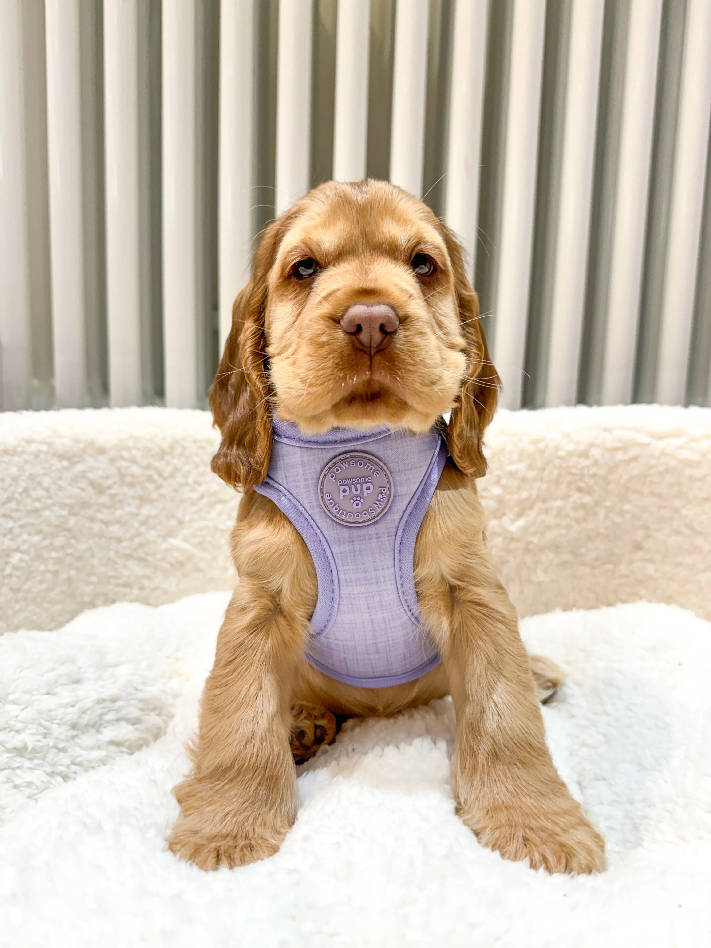Pawsome Pup Harness - Lilac - Image 18