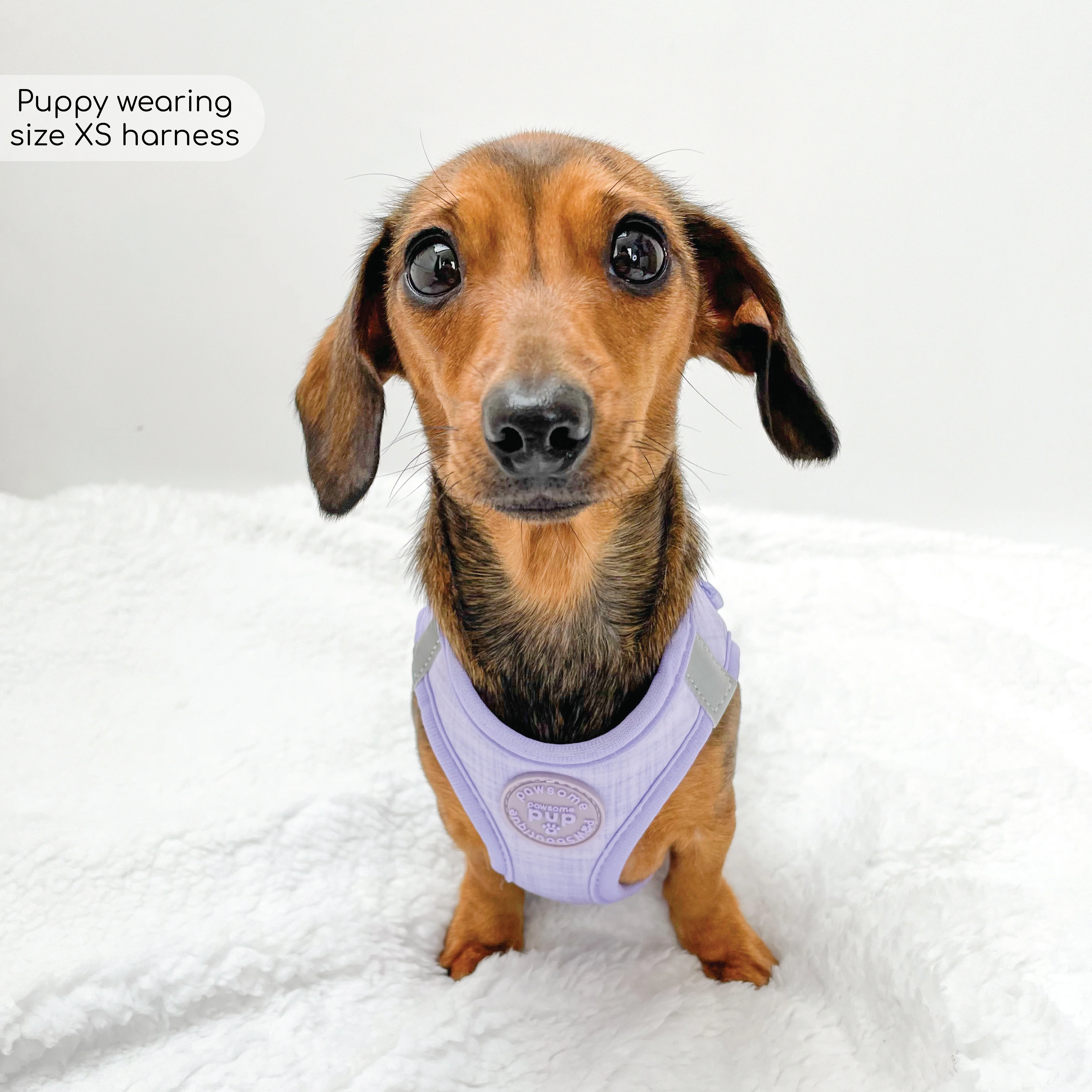 Pawsome Pup Harness - Lilac - Image 8