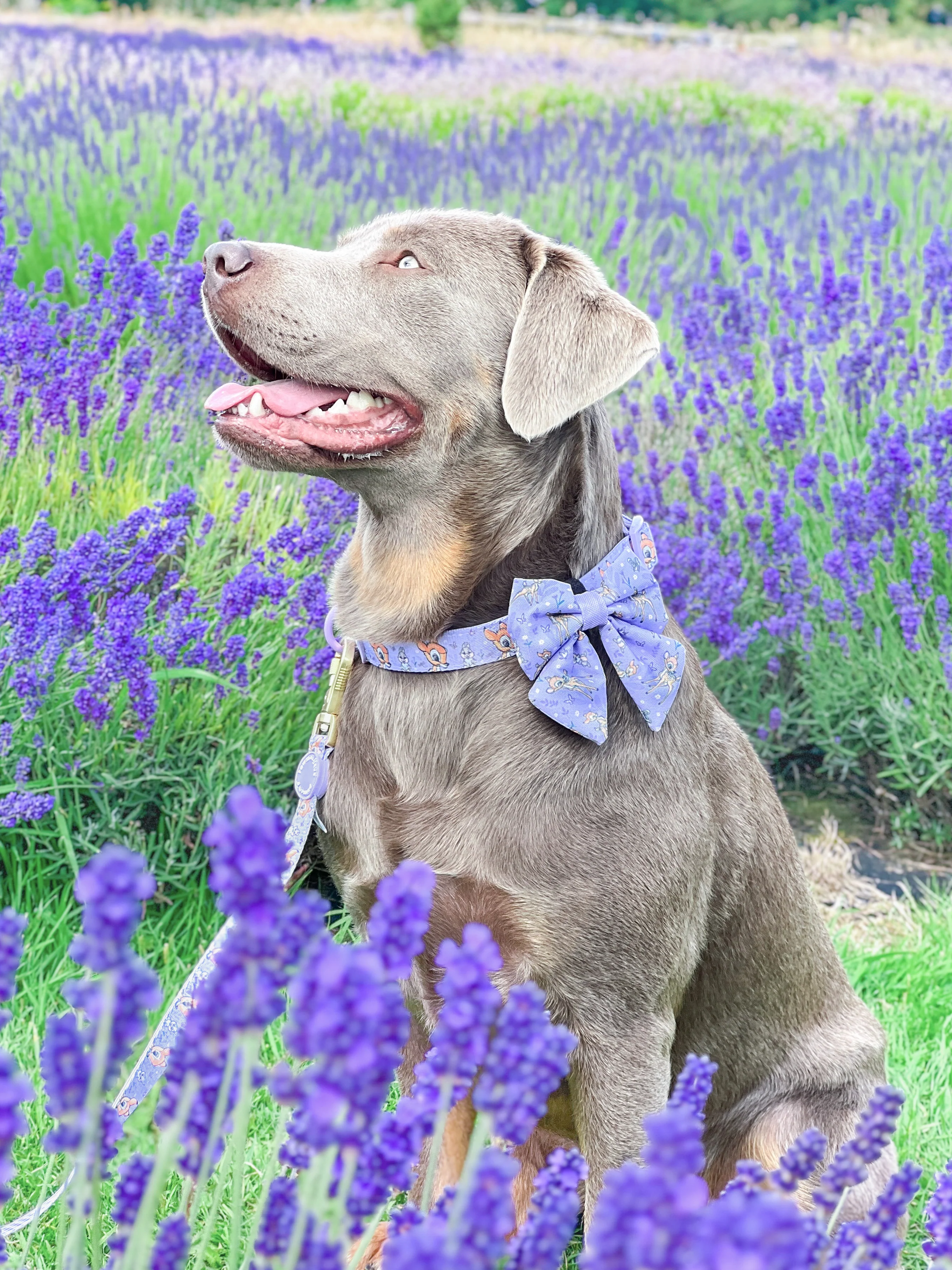 Disney© Sailor Bow Tie - Bambi + Friends Lilac - Image 10