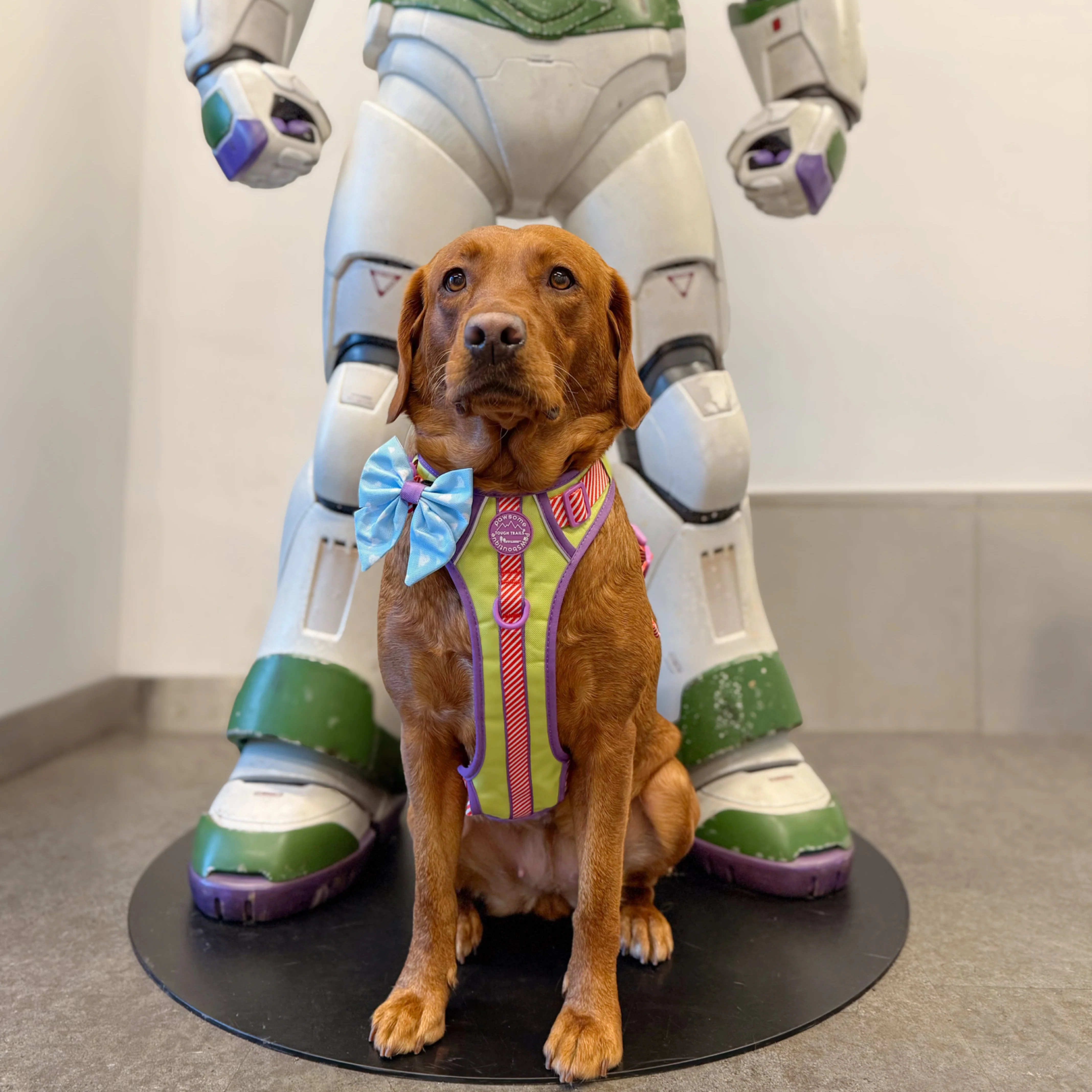 Disney© Sailor Bow - Buzz Lightyear - Image 7