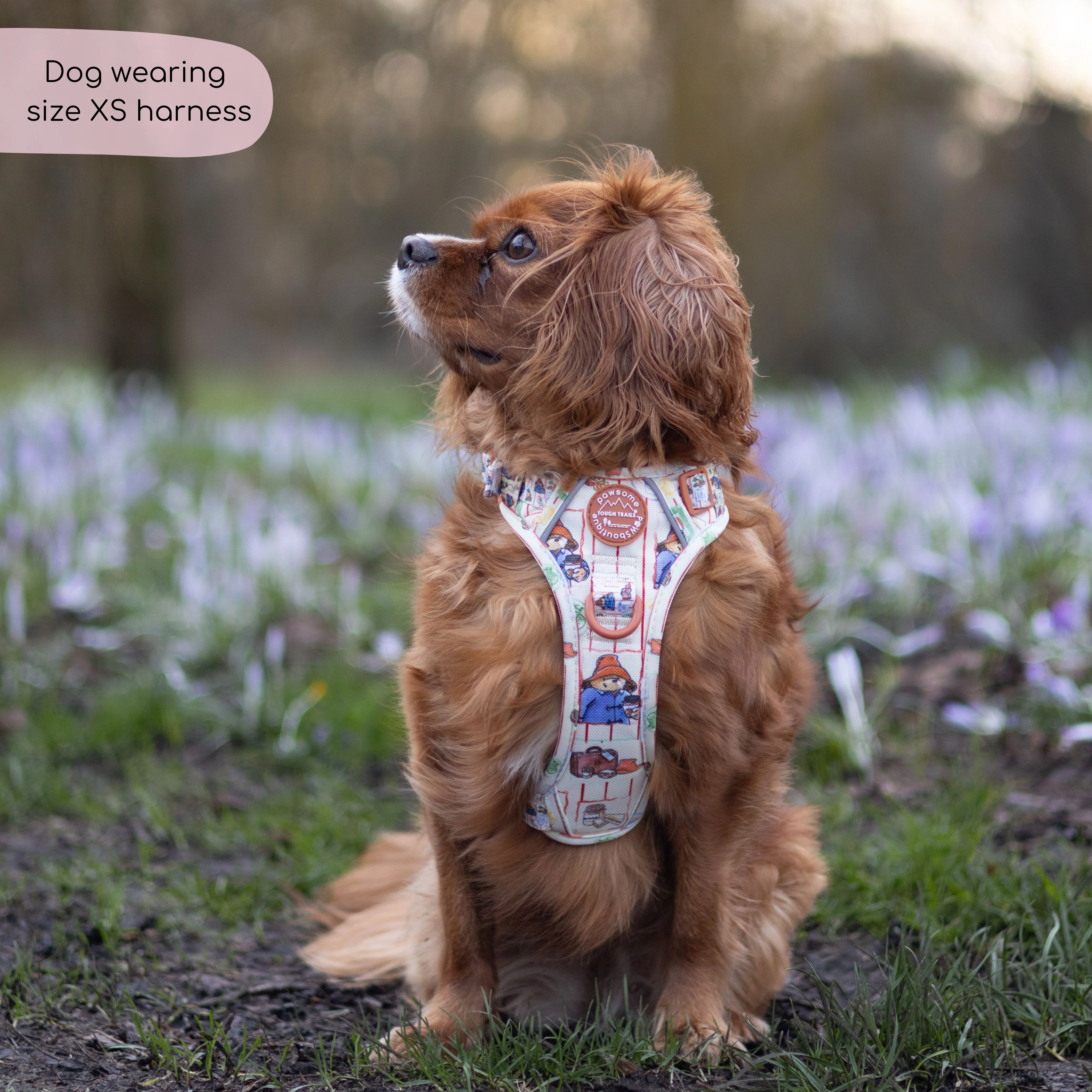 Paddington™ Tough Trails™ Harness - Peckish Paddington - Image 4
