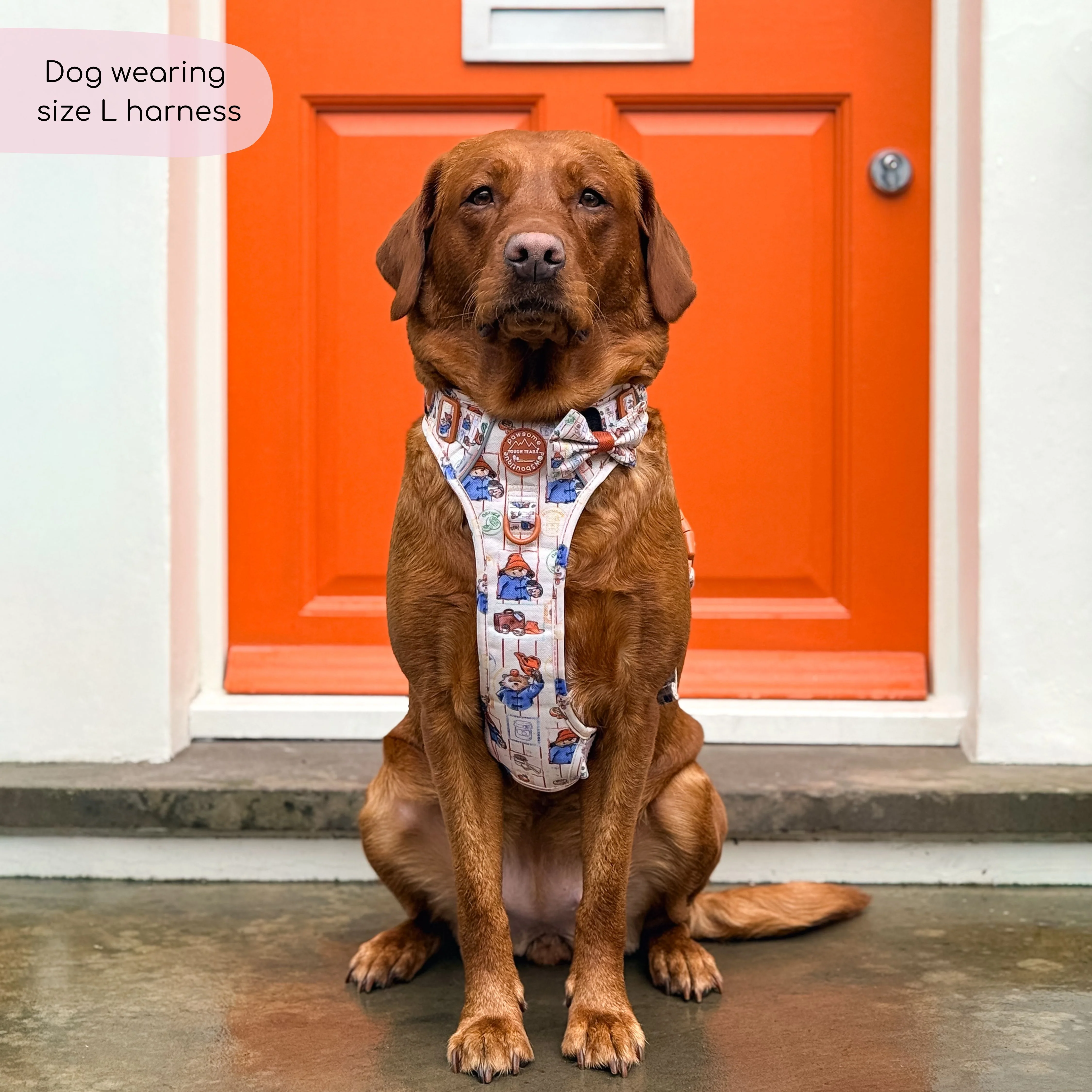 Paddington™ Tough Trails™ Harness - Peckish Paddington - Image 7