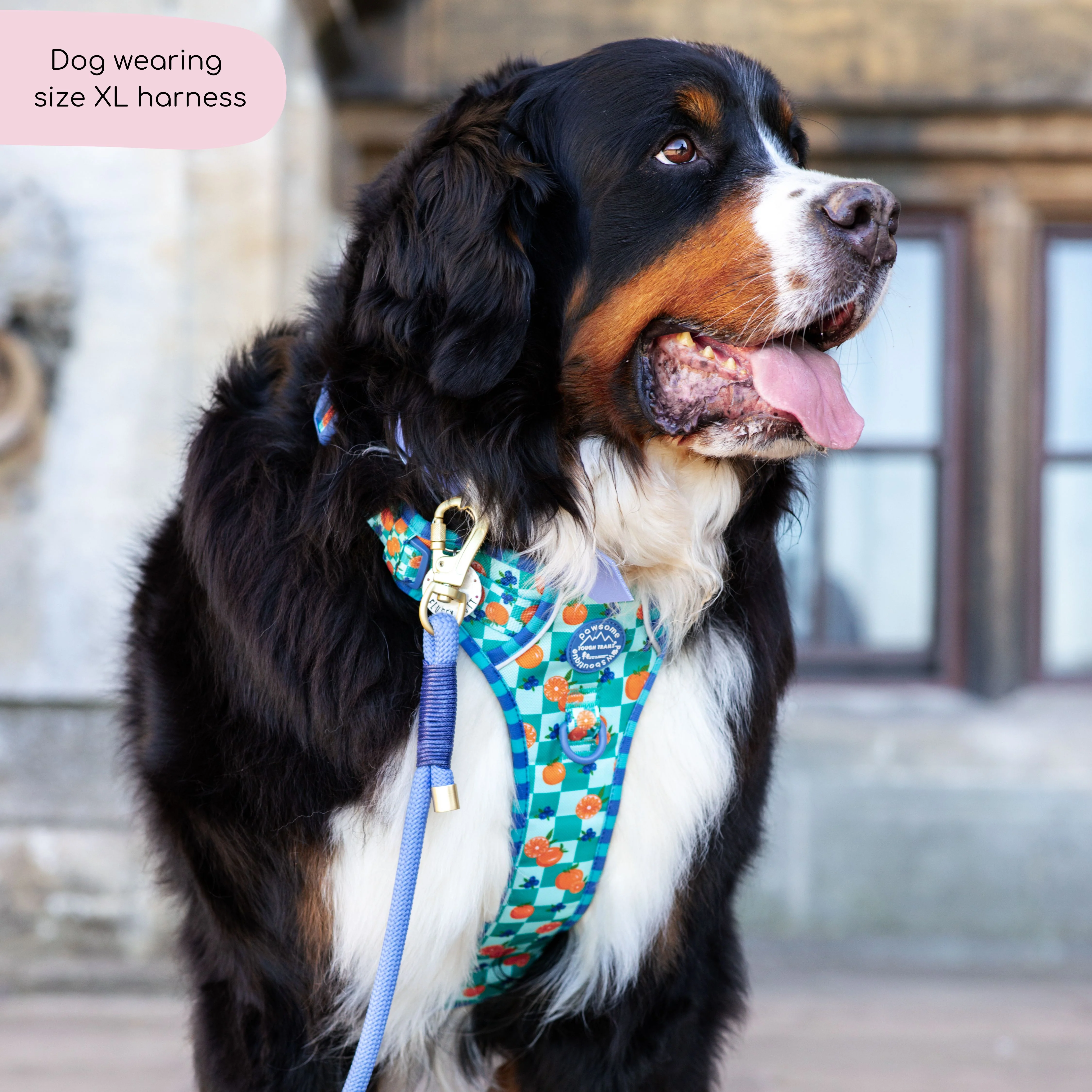 Tough Trails™ Harness - Fruit Punch - Image 14