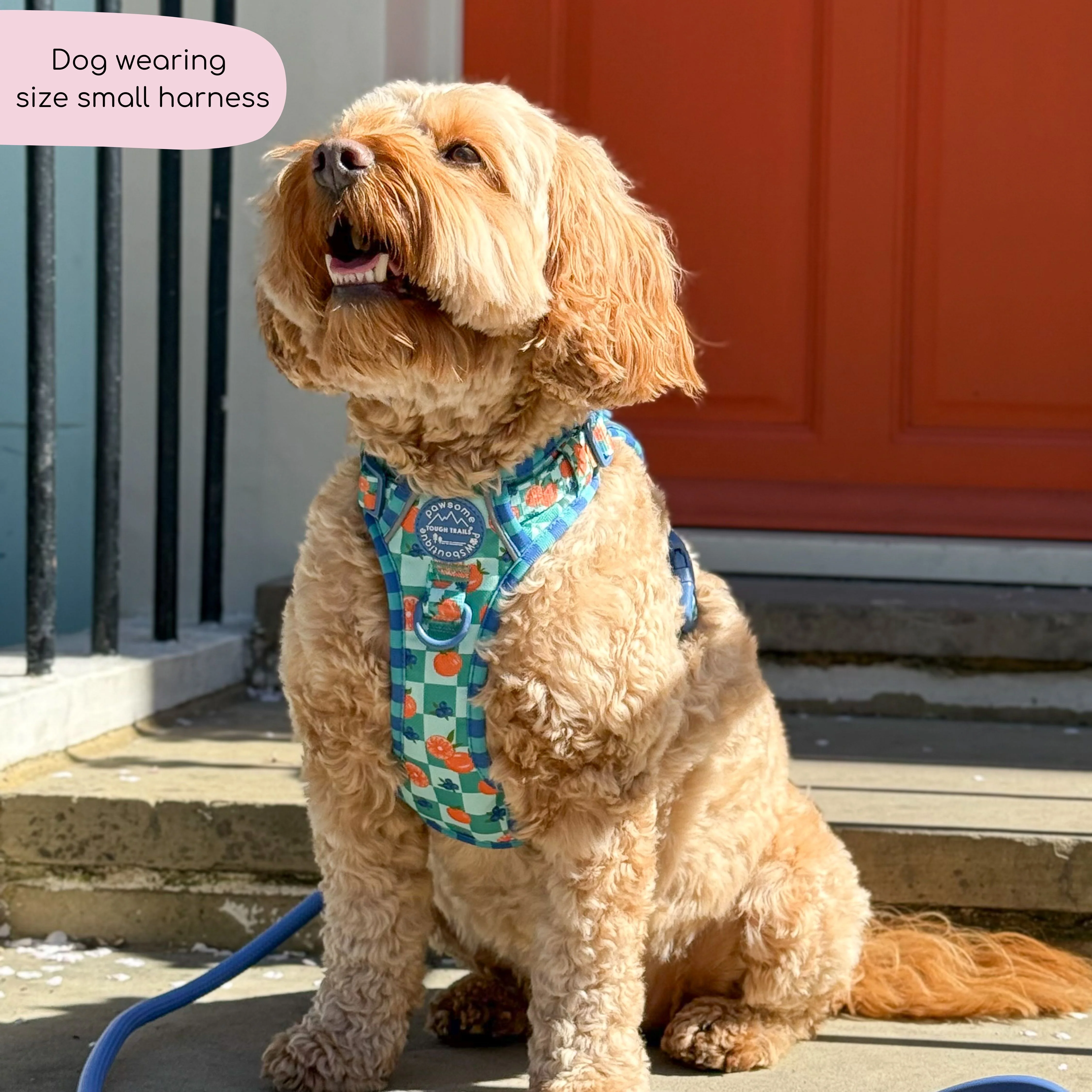 Tough Trails™ Harness - Fruit Punch - Image 18