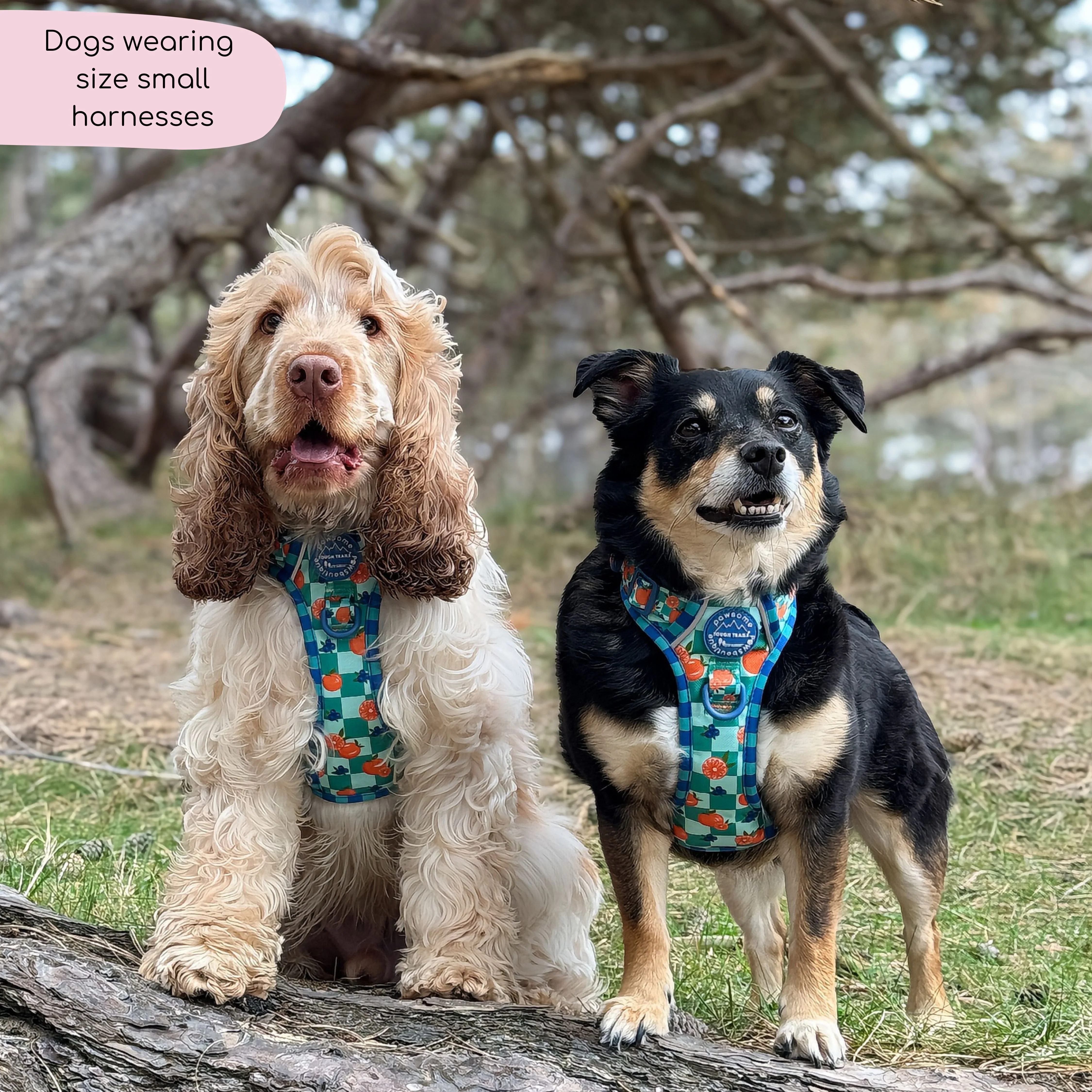 Tough Trails™ Harness - Fruit Punch - Image 22
