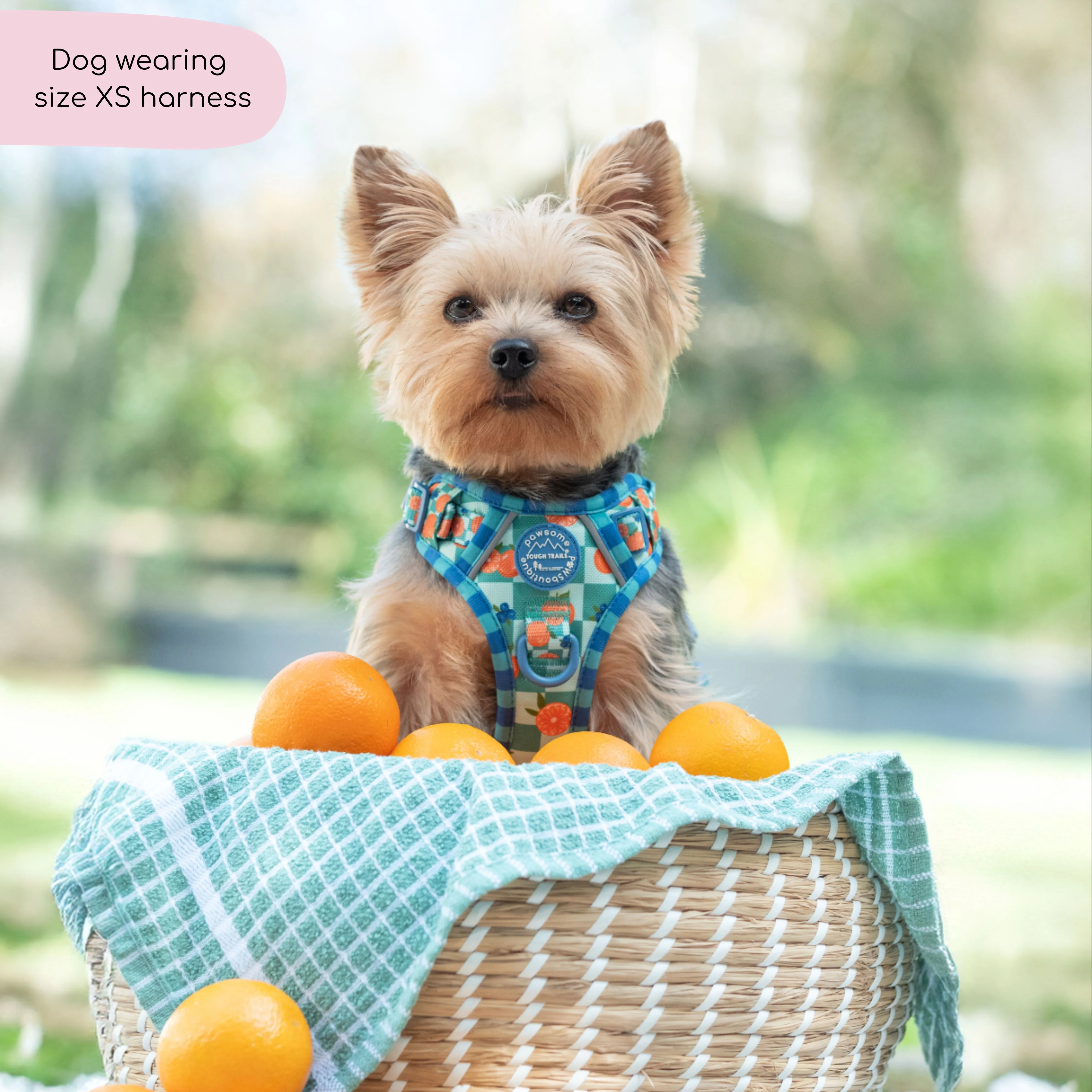 Tough Trails™ Harness - Fruit Punch - Image 4