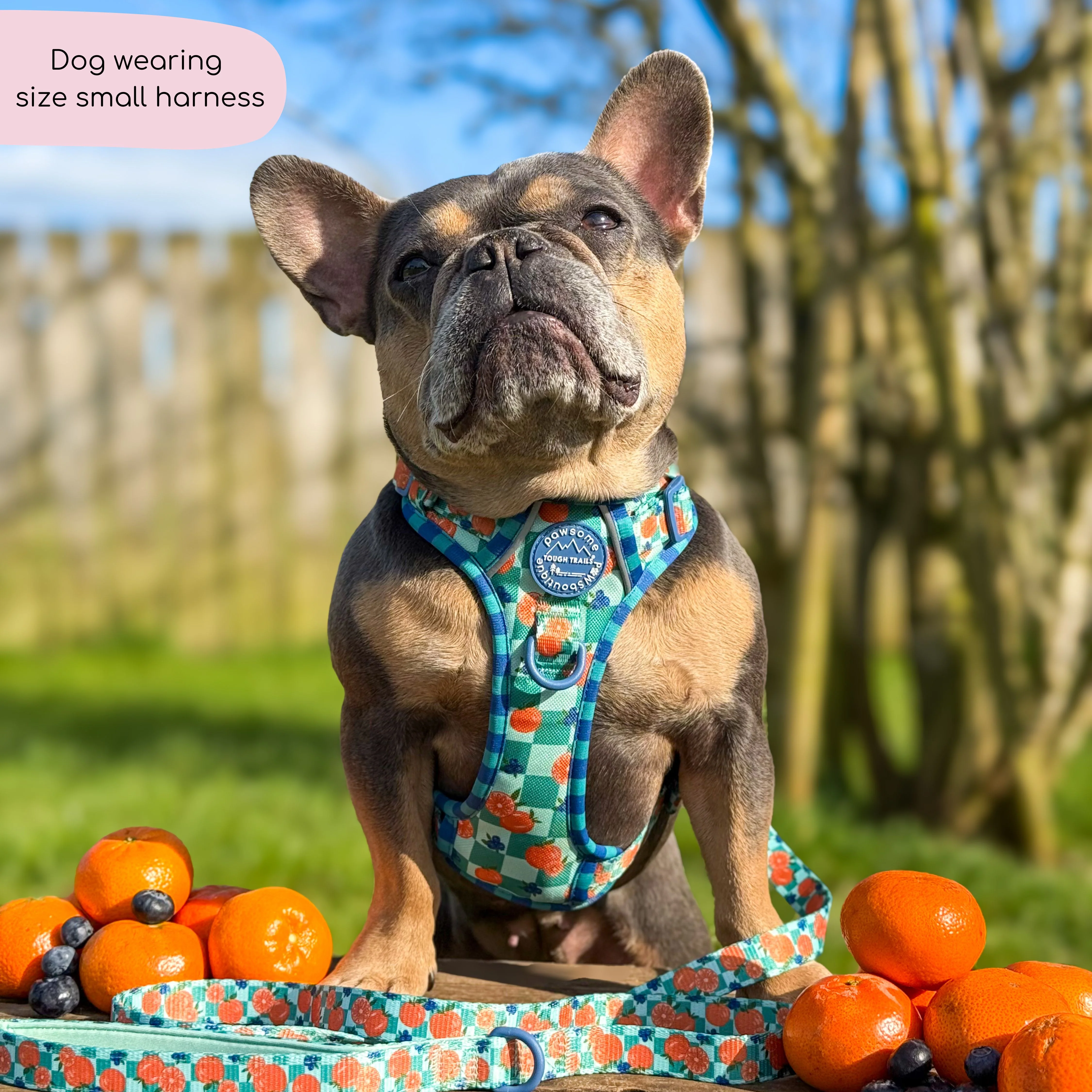 Tough Trails™ Harness - Fruit Punch - Image 7