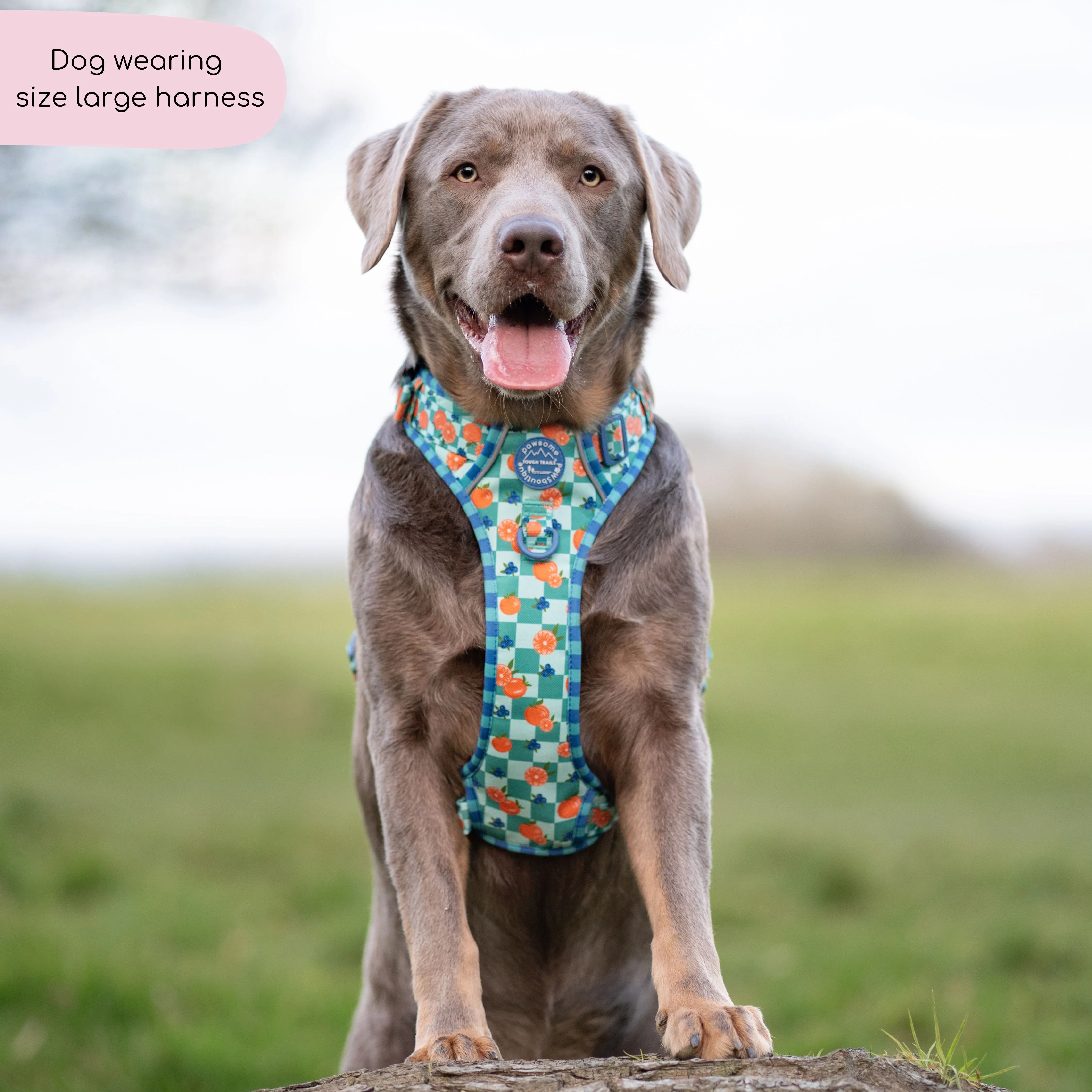 Tough Trails™ Harness - Fruit Punch - Image 8