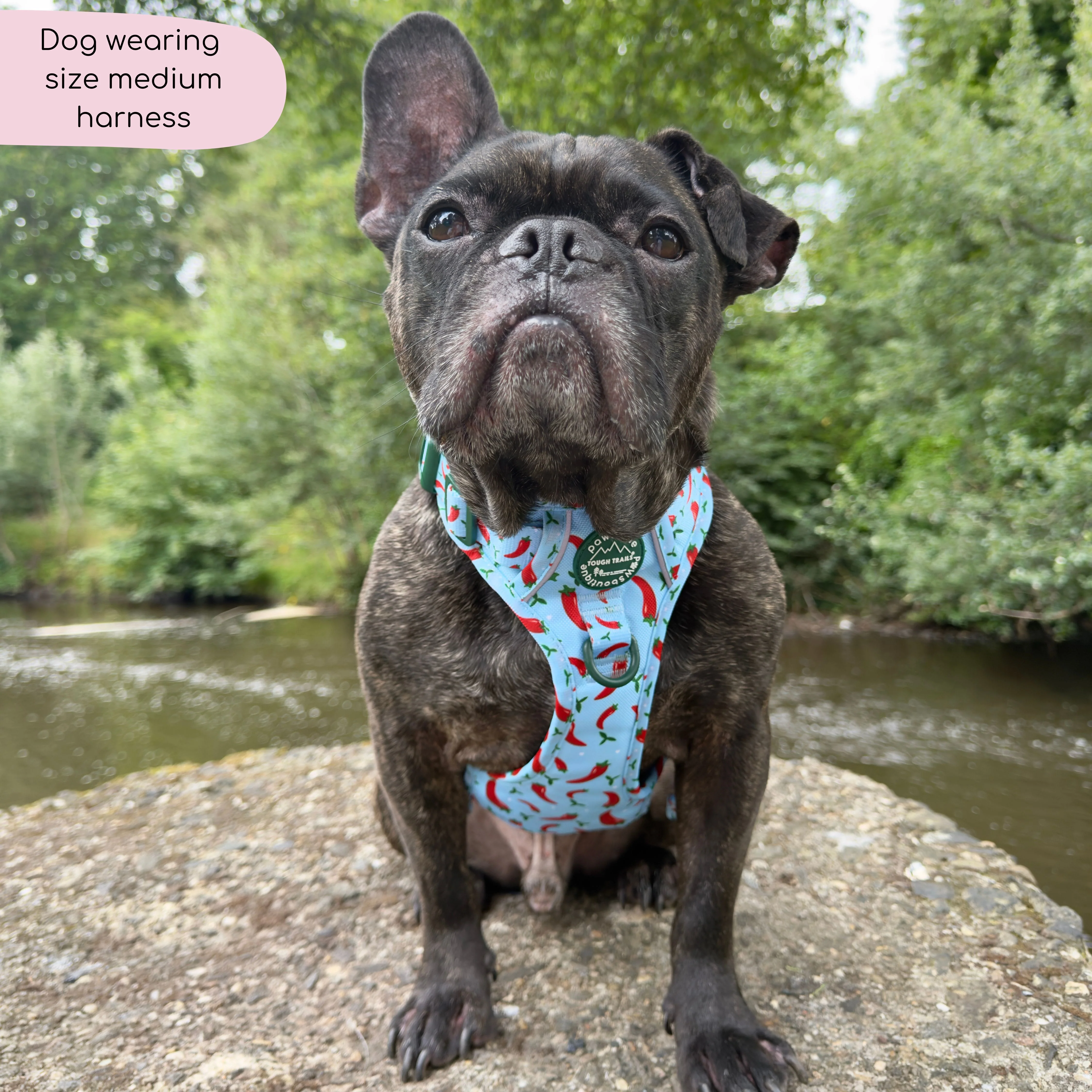 Tough Trails™ Harness - Stay Spicy - Image 11