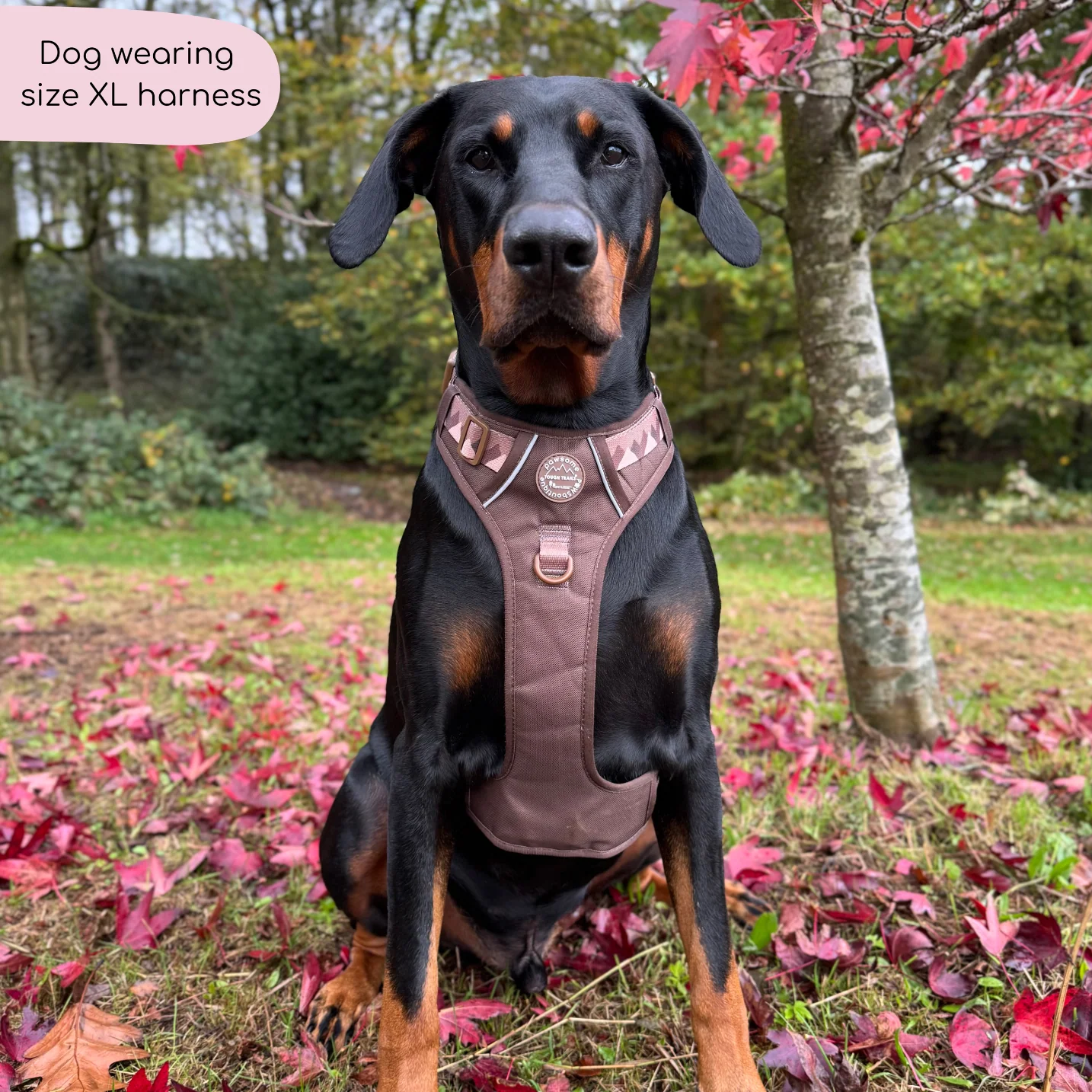 Tough Trails™ Harness - Walkies Ready® Chocolate Brown - Image 27