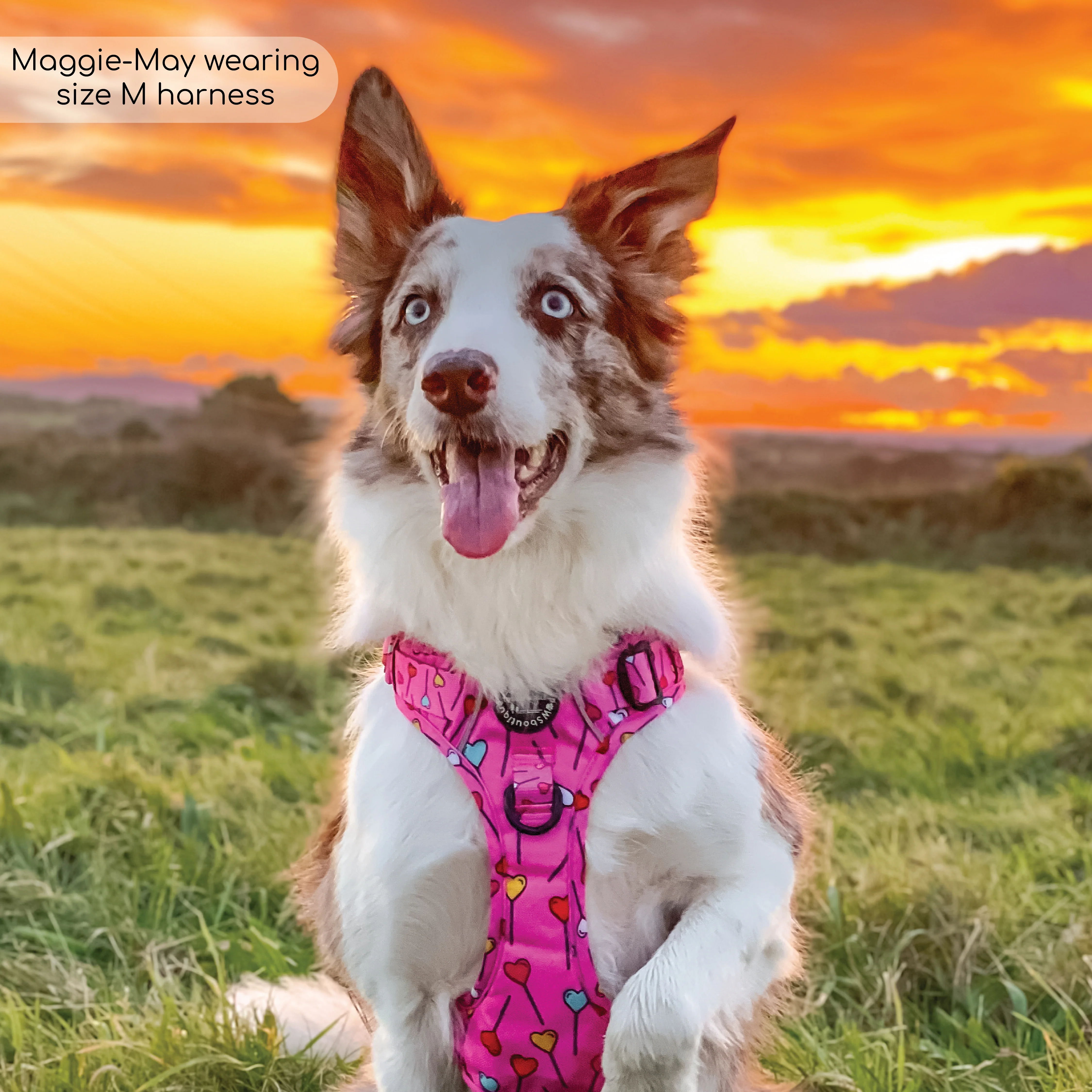 Tough Trails™ Harness - Candypop - Image 7