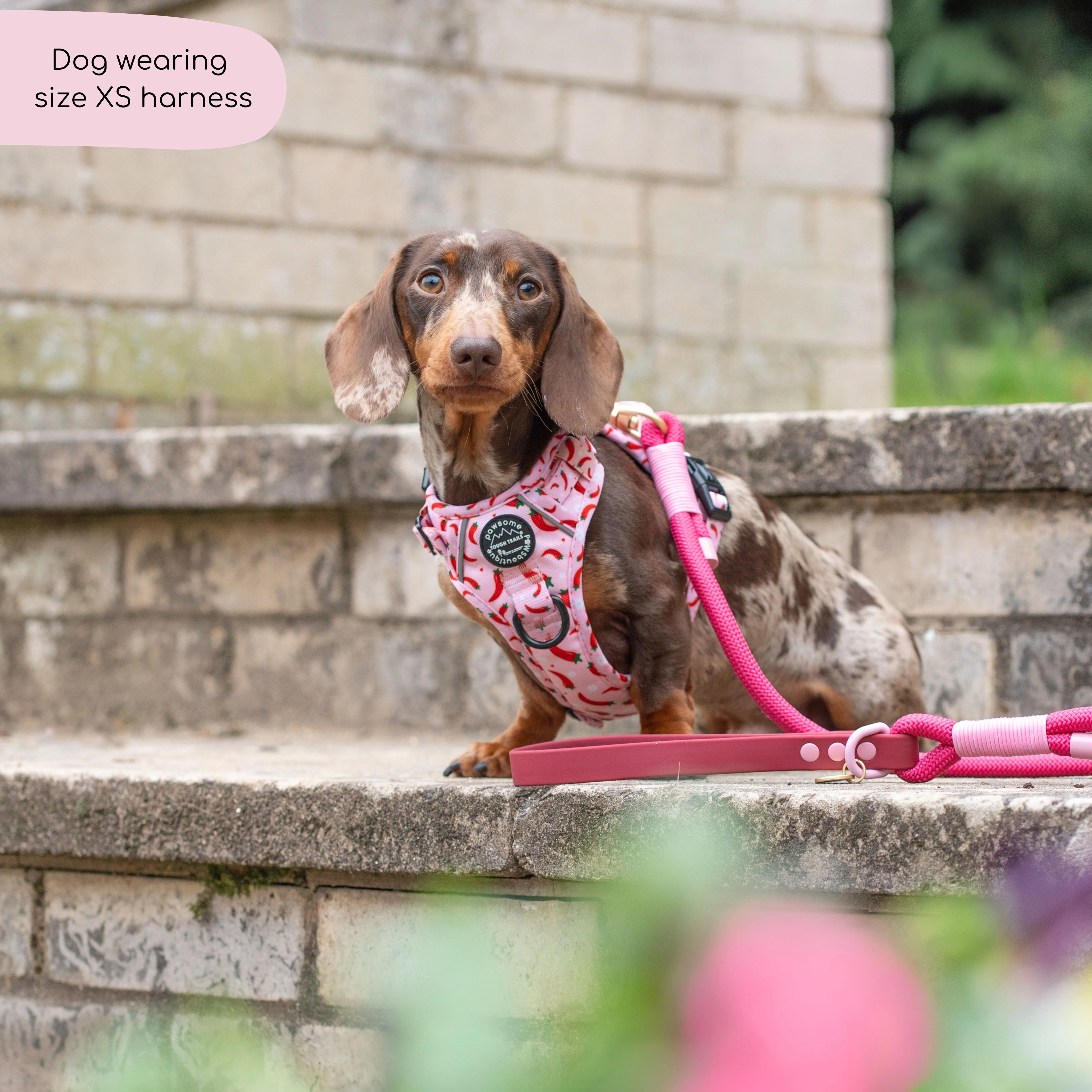 Tough Trails™ Harness - Chilli Dog - Image 5