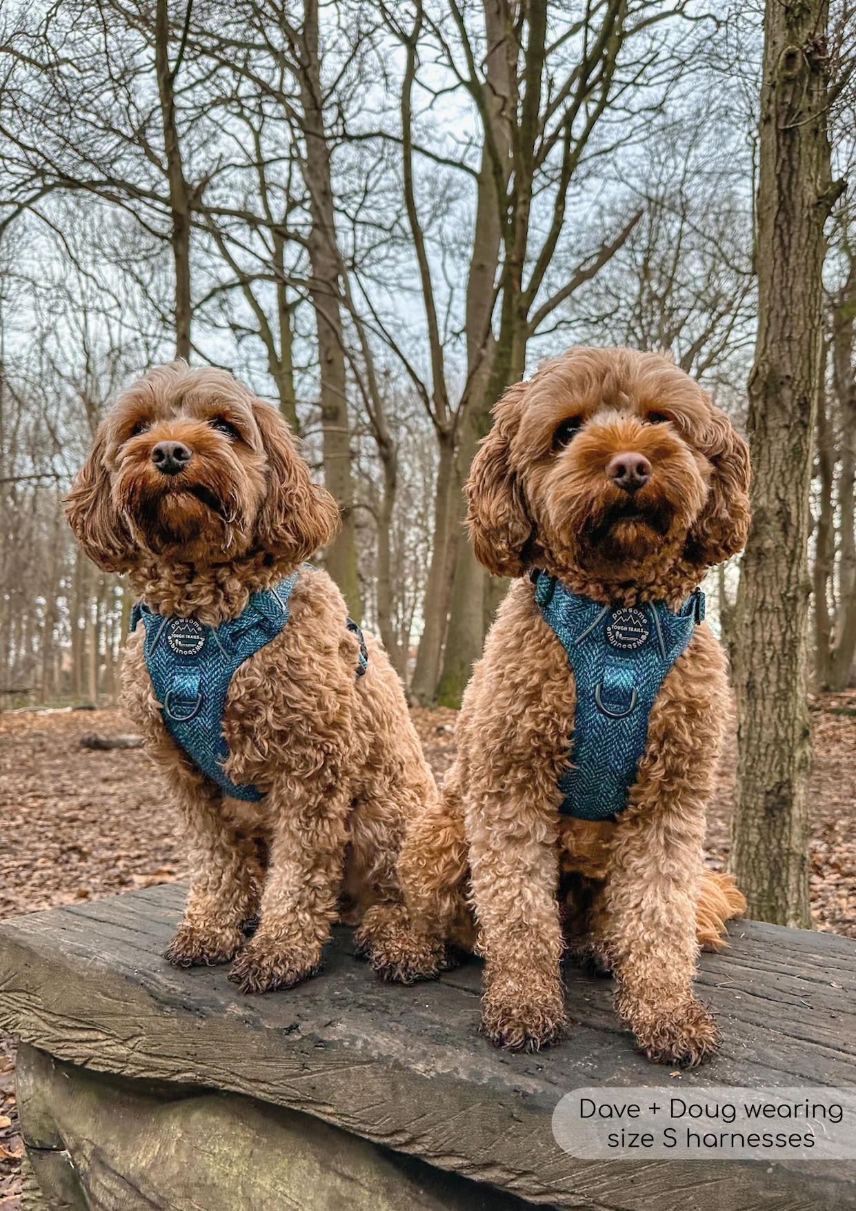 Tough Trails™ Harness - Country Teal - Image 9