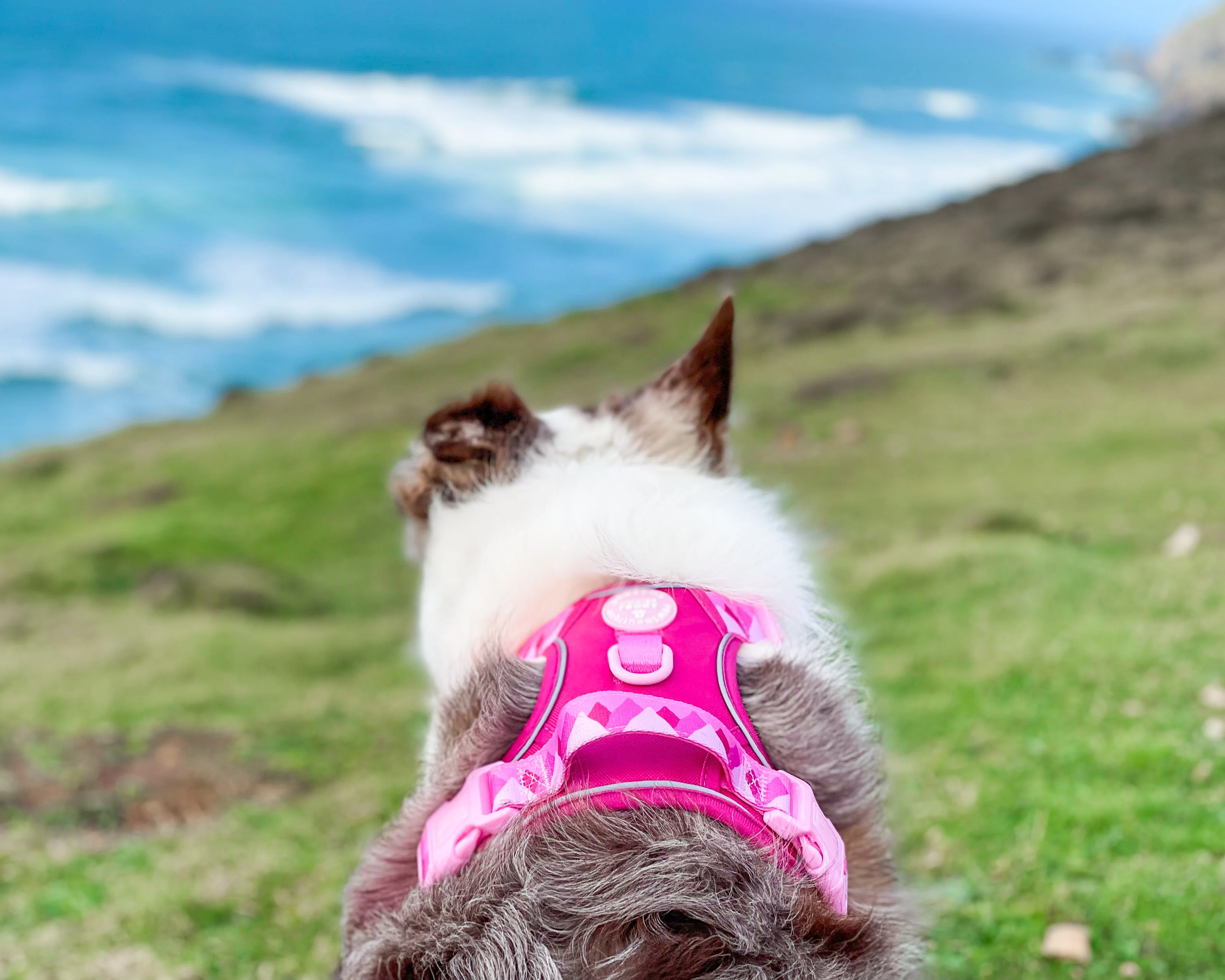 Tough Trails™ Harness - Walkies Ready® Raspberry Pink - Image 22