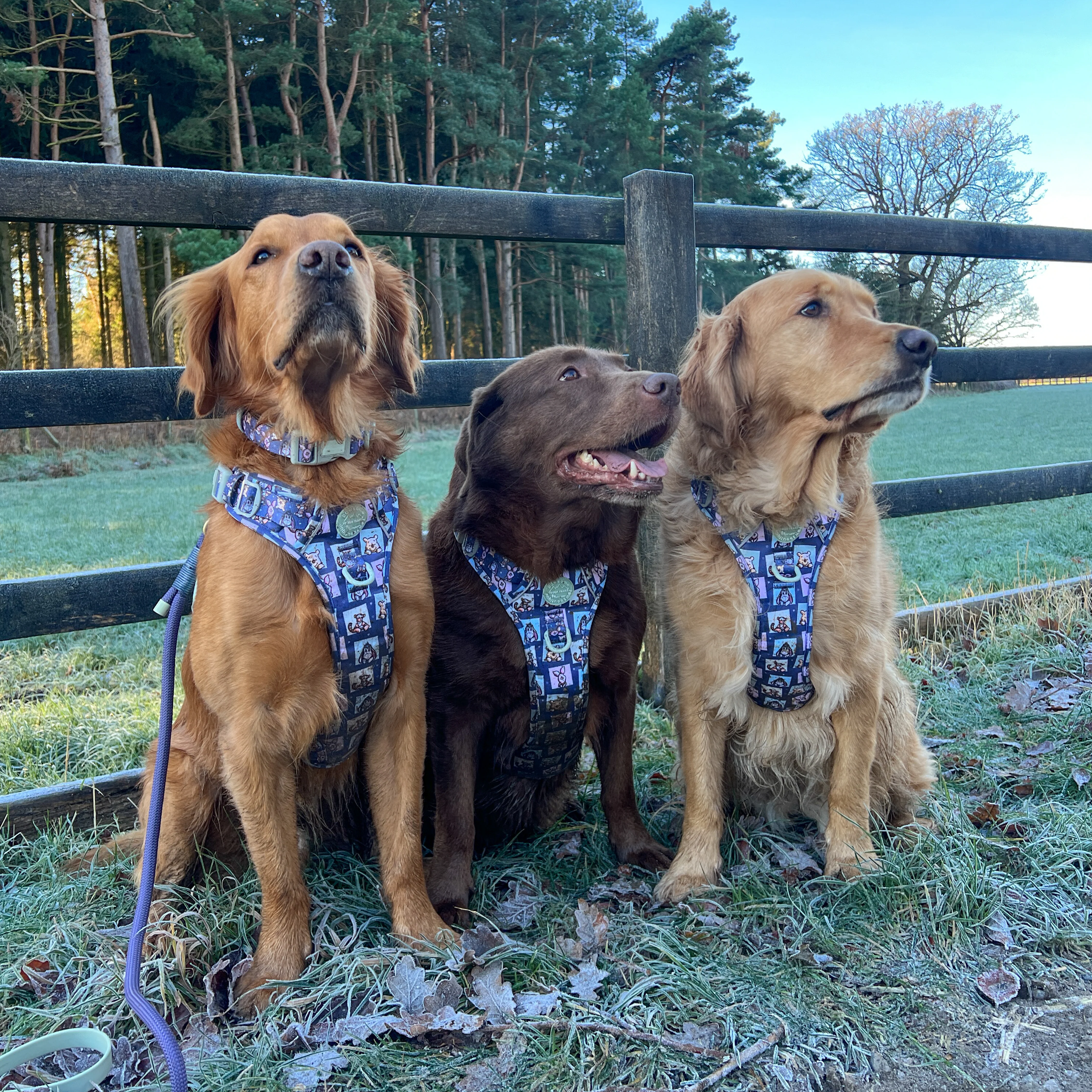 Disney© Tough Trails™ Harness -  Winnie + Friends - Image 10