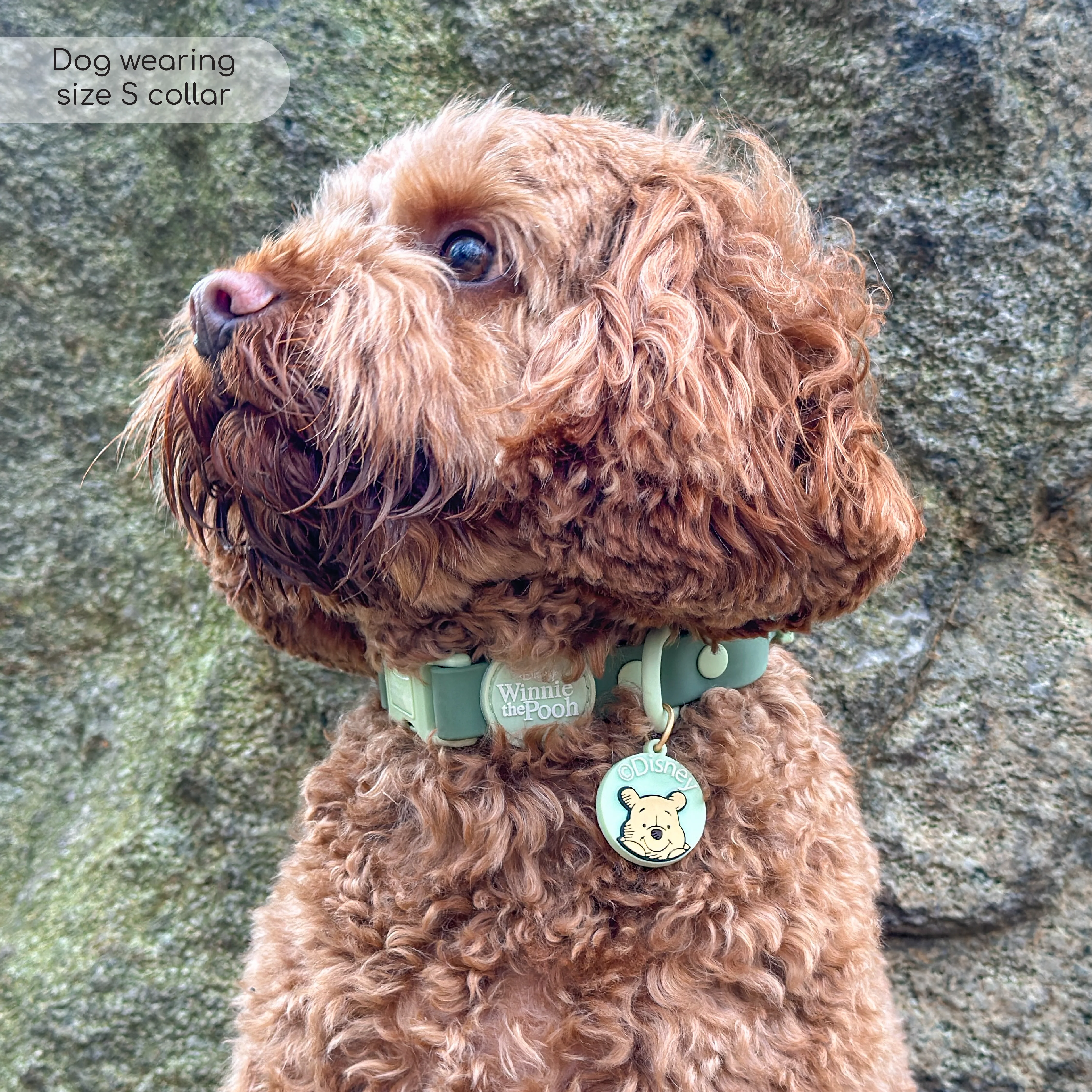 Disney© Waterproof Collar - 100 Aker Wood - Image 8