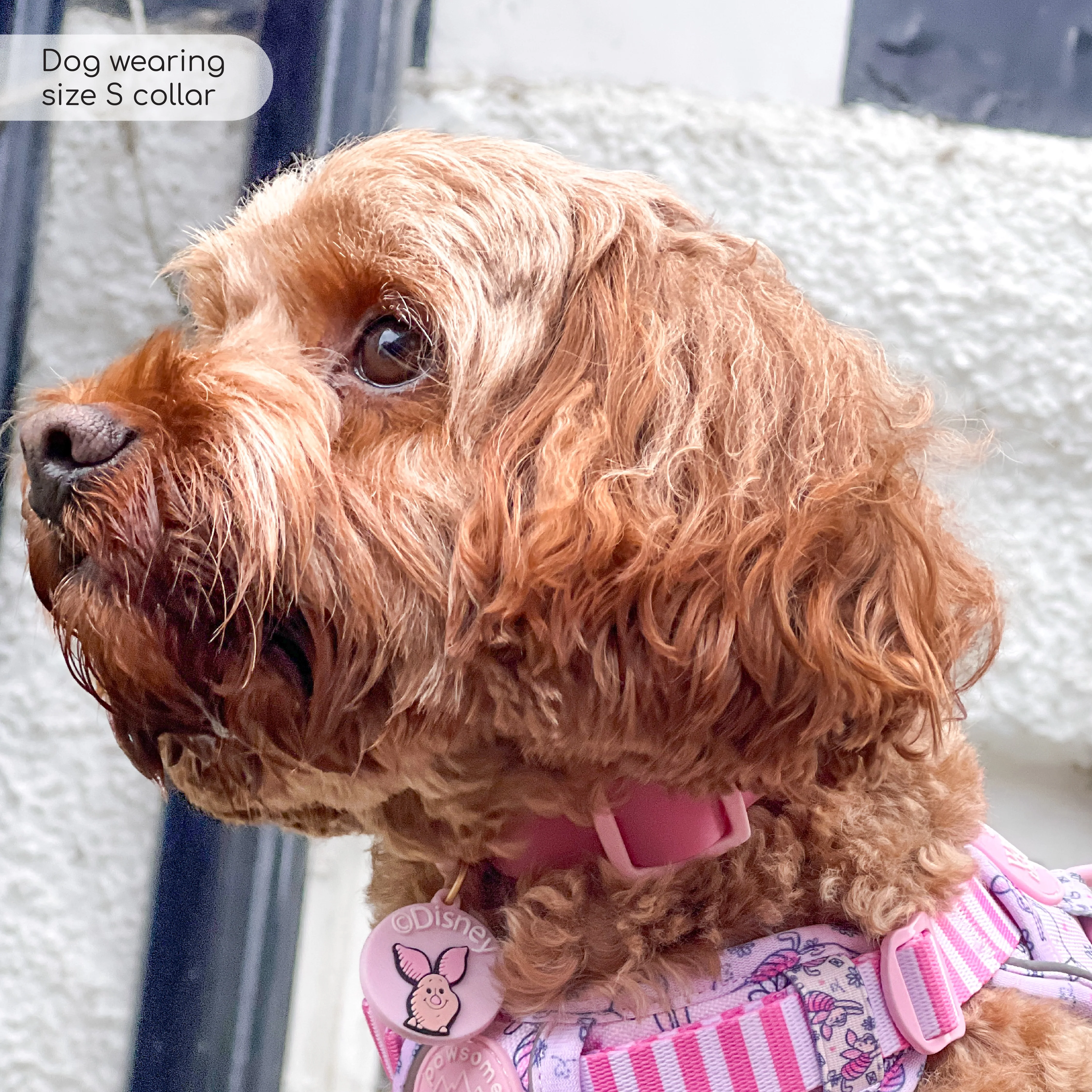 Disney© Waterproof Collar - Piglet - Image 11