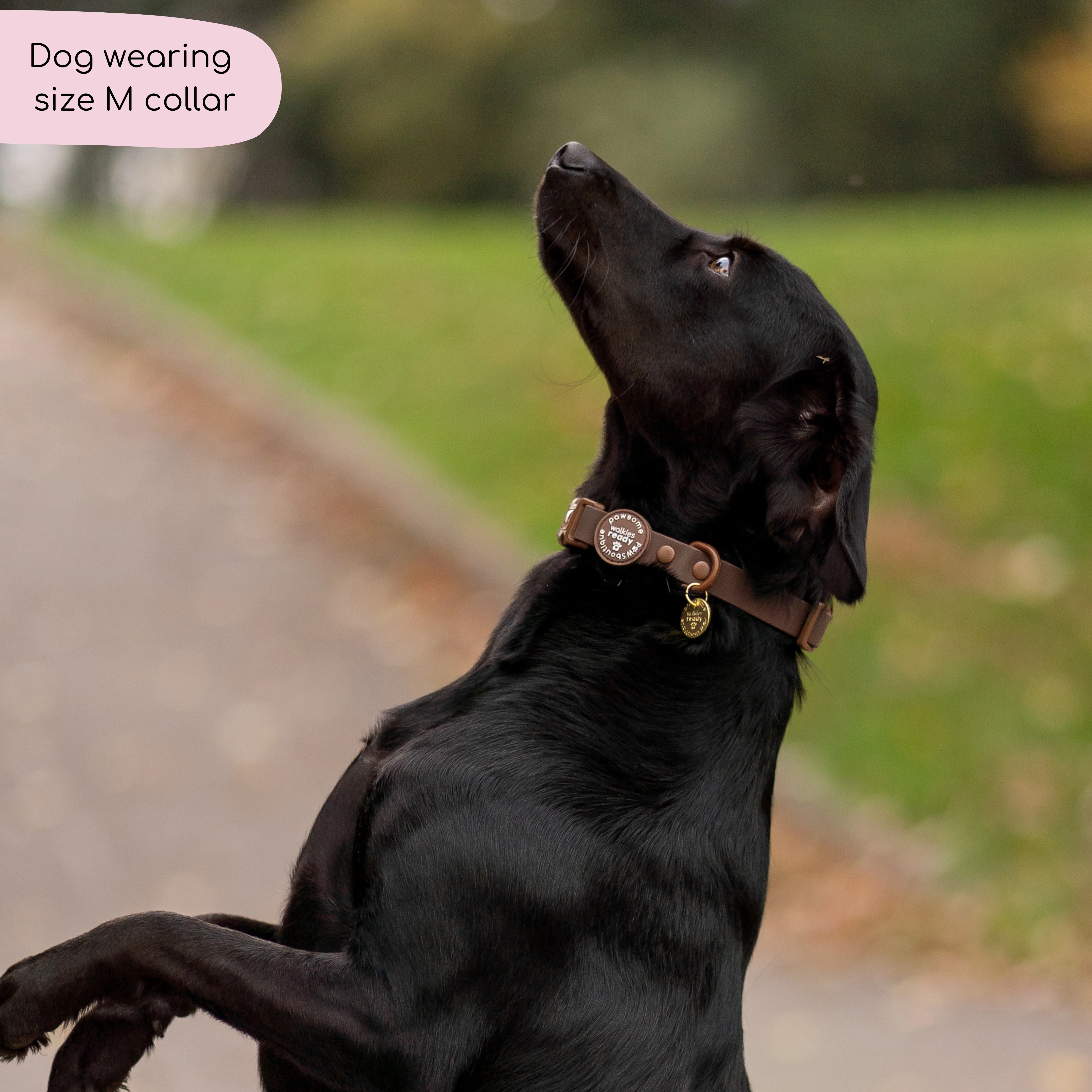 Waterproof Collar - Walkies Ready® Chocolate Brown - Image 4