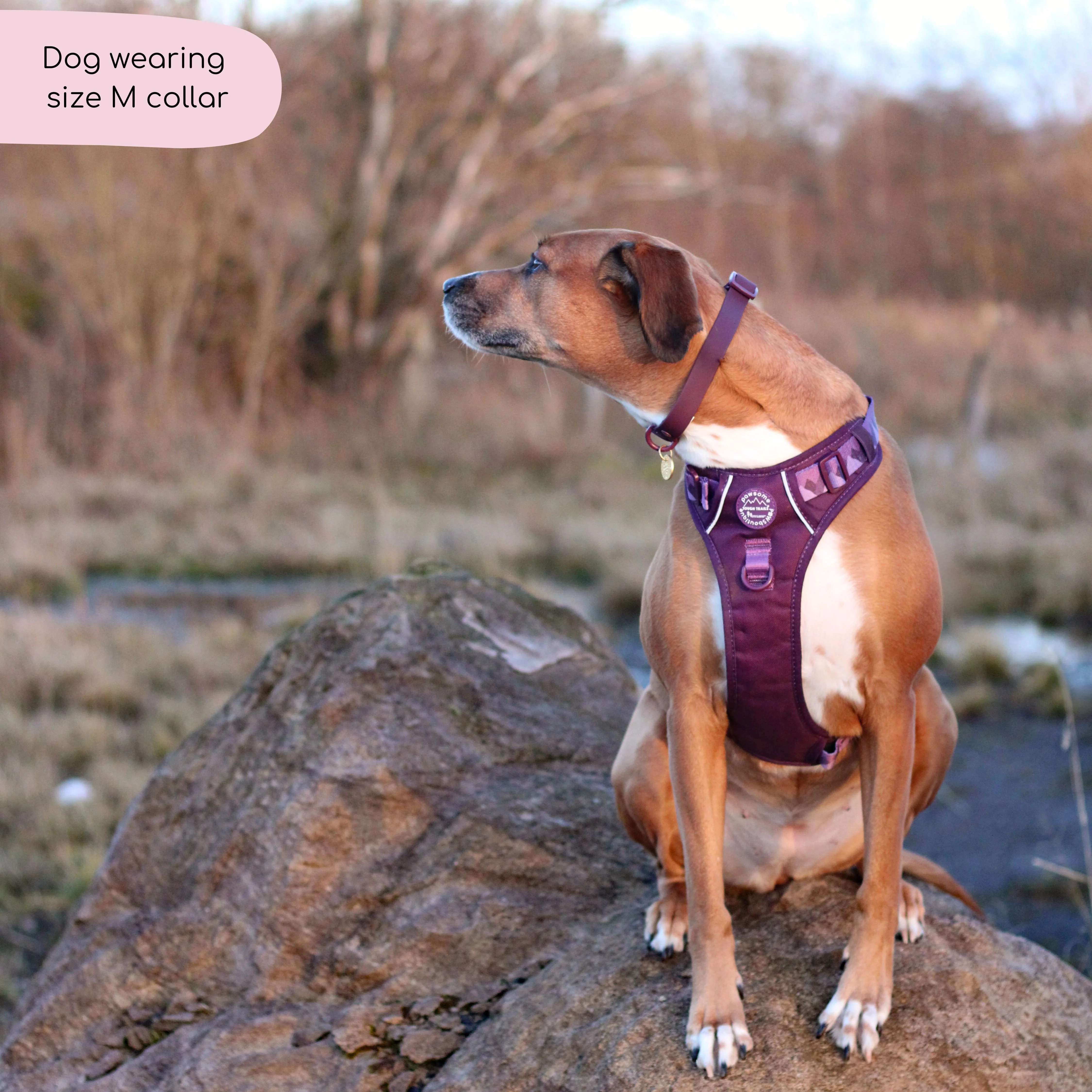 Waterproof Collar - Walkies Ready® Plum - Image 11