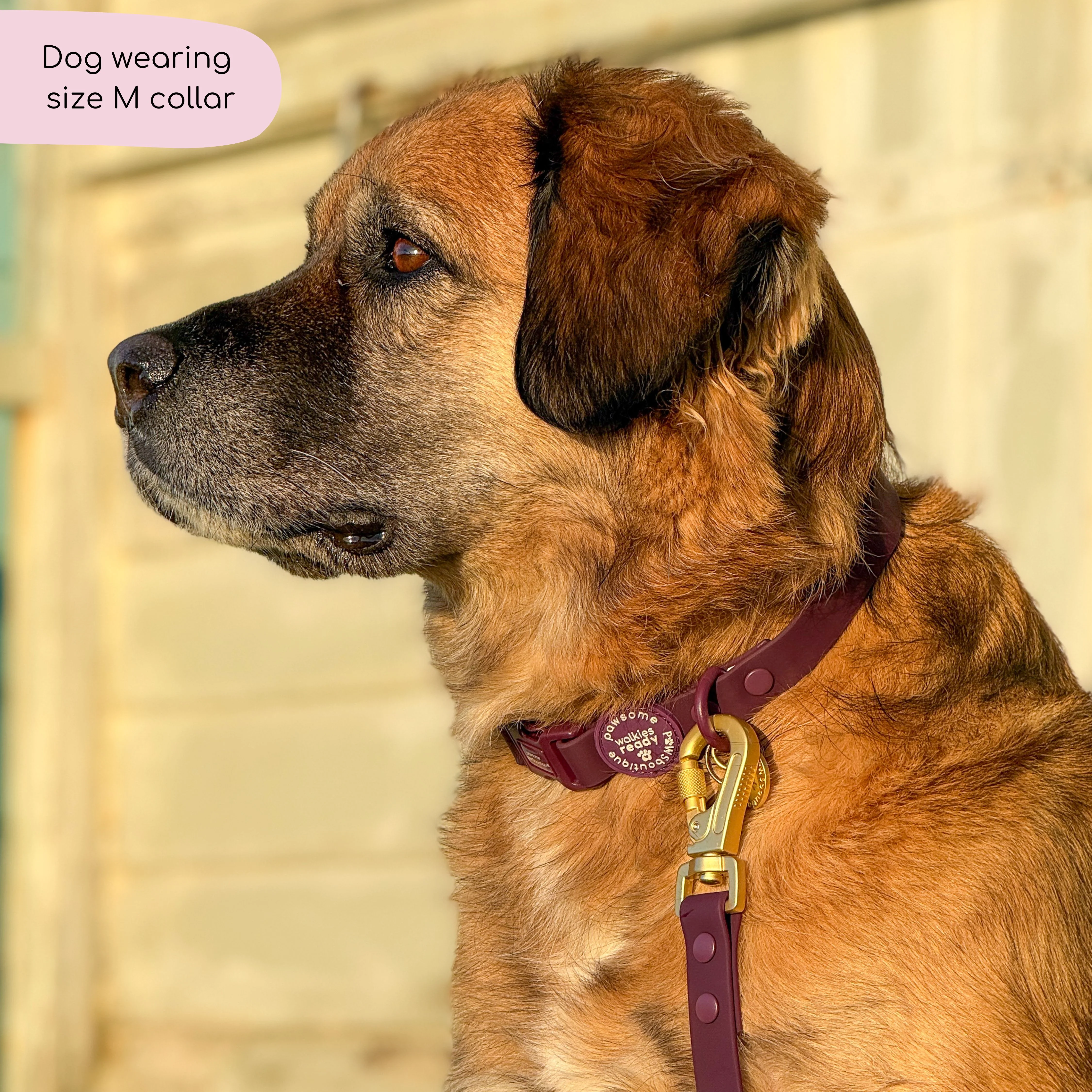 Waterproof Collar - Walkies Ready® Plum - Image 4