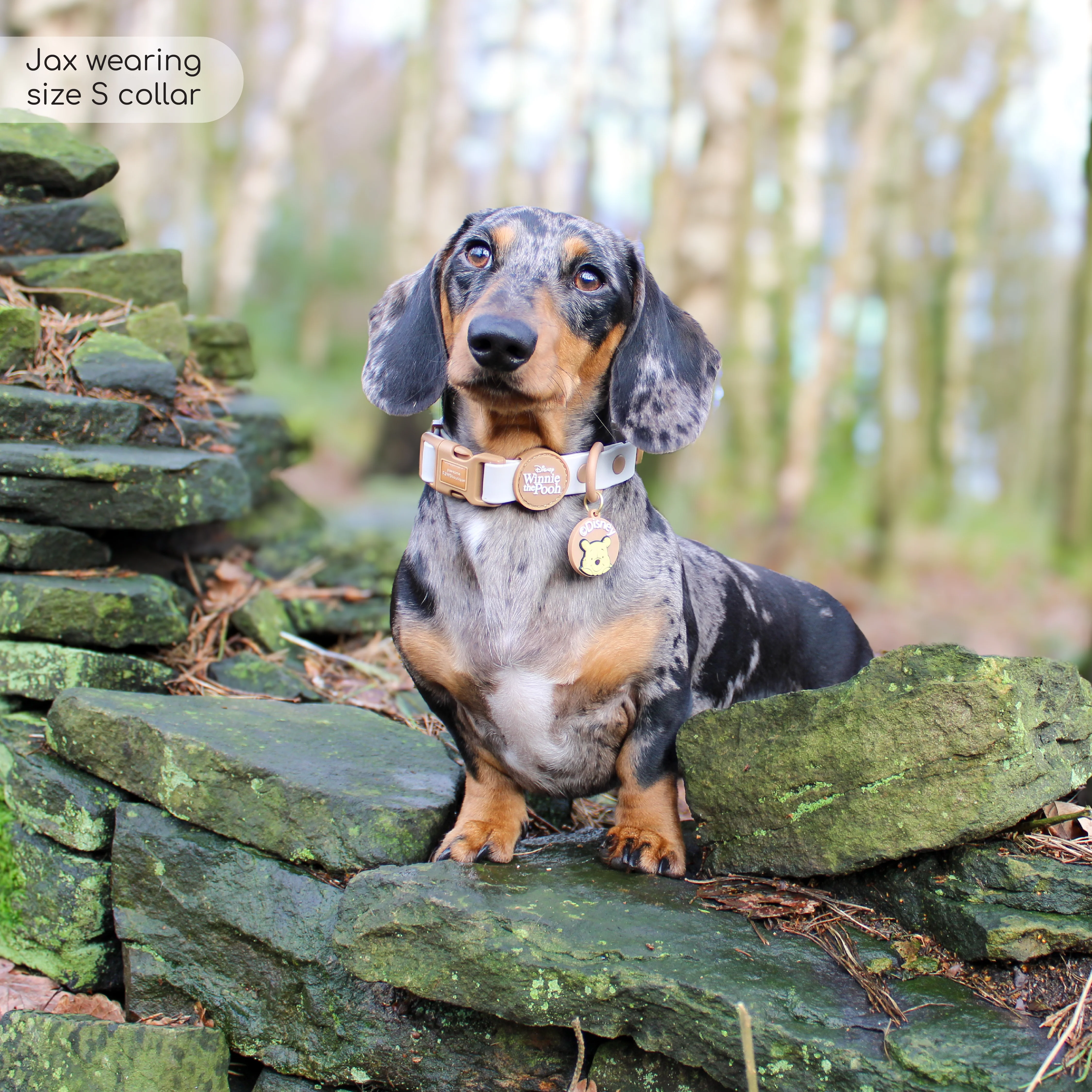 Disney© Waterproof Collar - Winnie The Pooh - Image 11