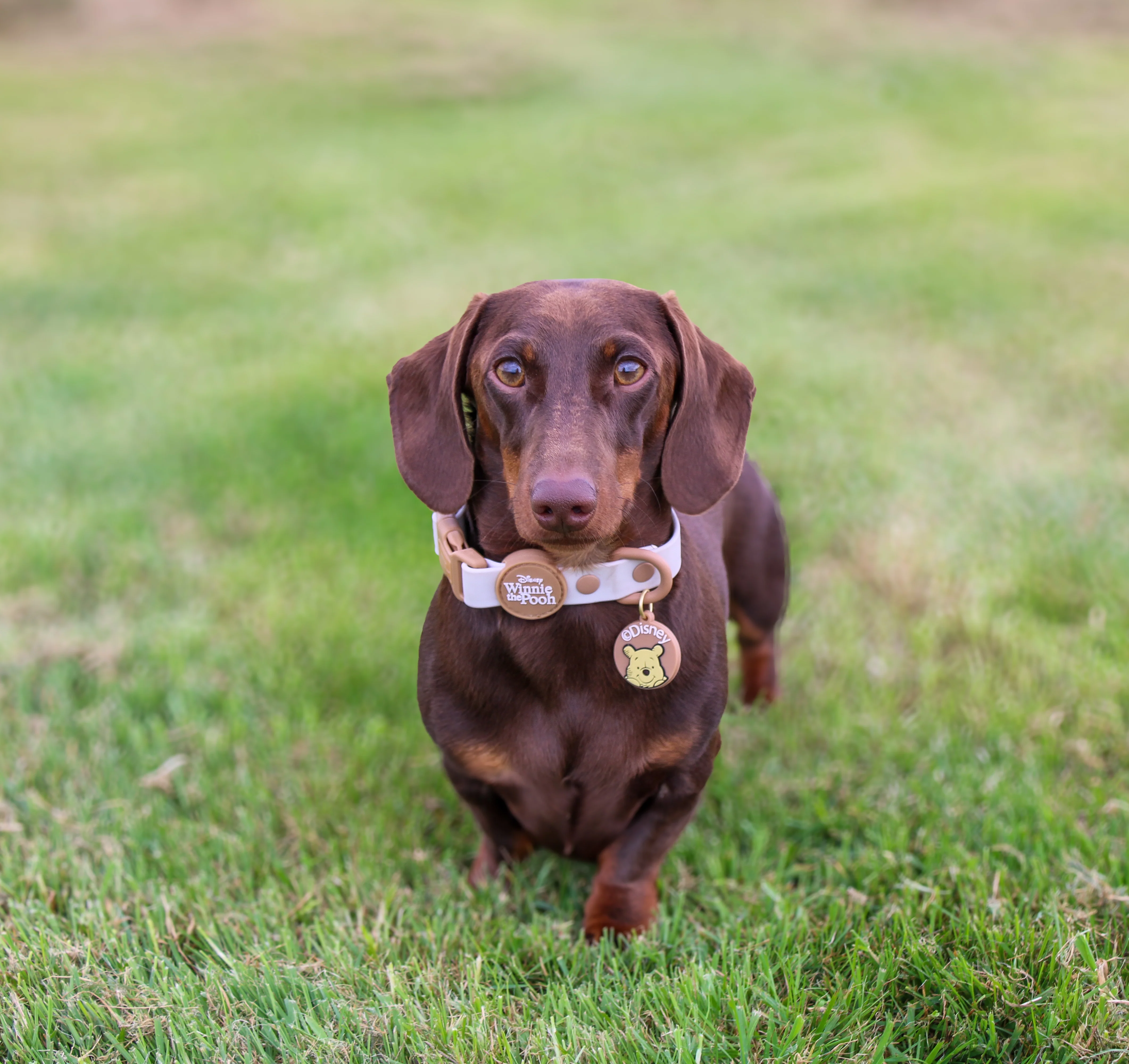 Disney© Waterproof Collar - Winnie The Pooh - Image 13